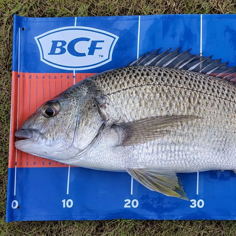 Surf bream caught on Fishbrain
