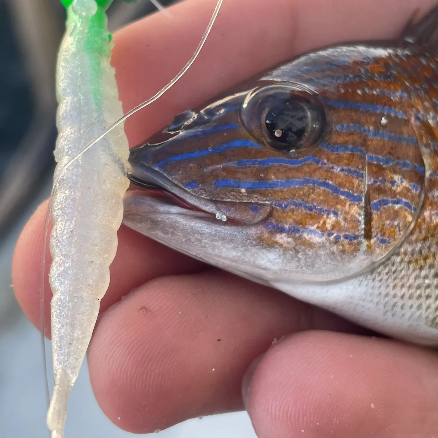 White grunt caught on Fishbrain