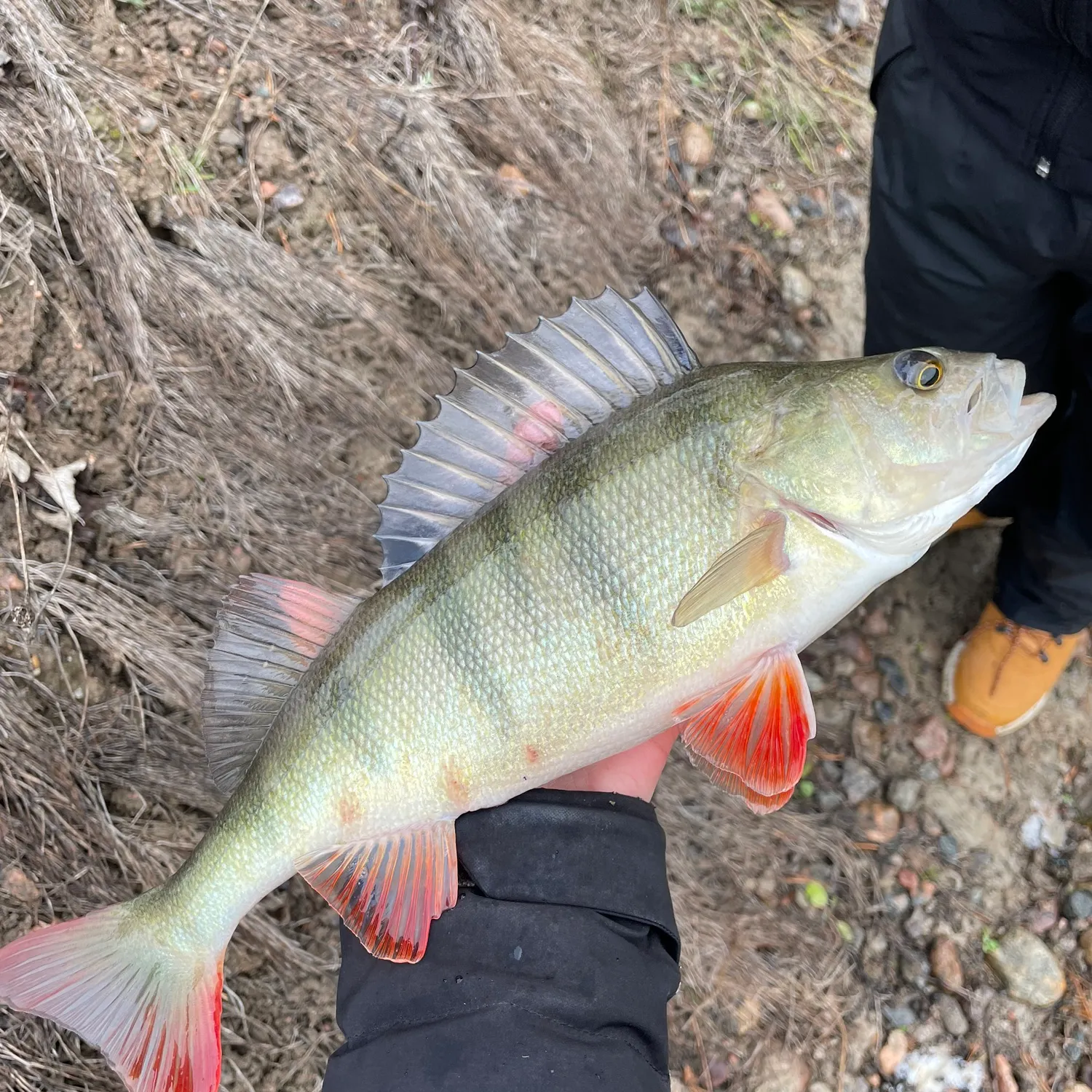 The most recent European perch catches on Fishbrain