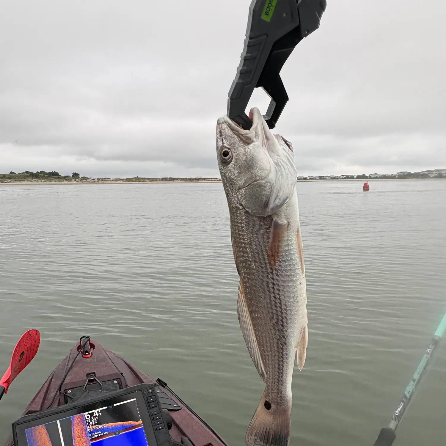 Red drum caught on Fishbrain