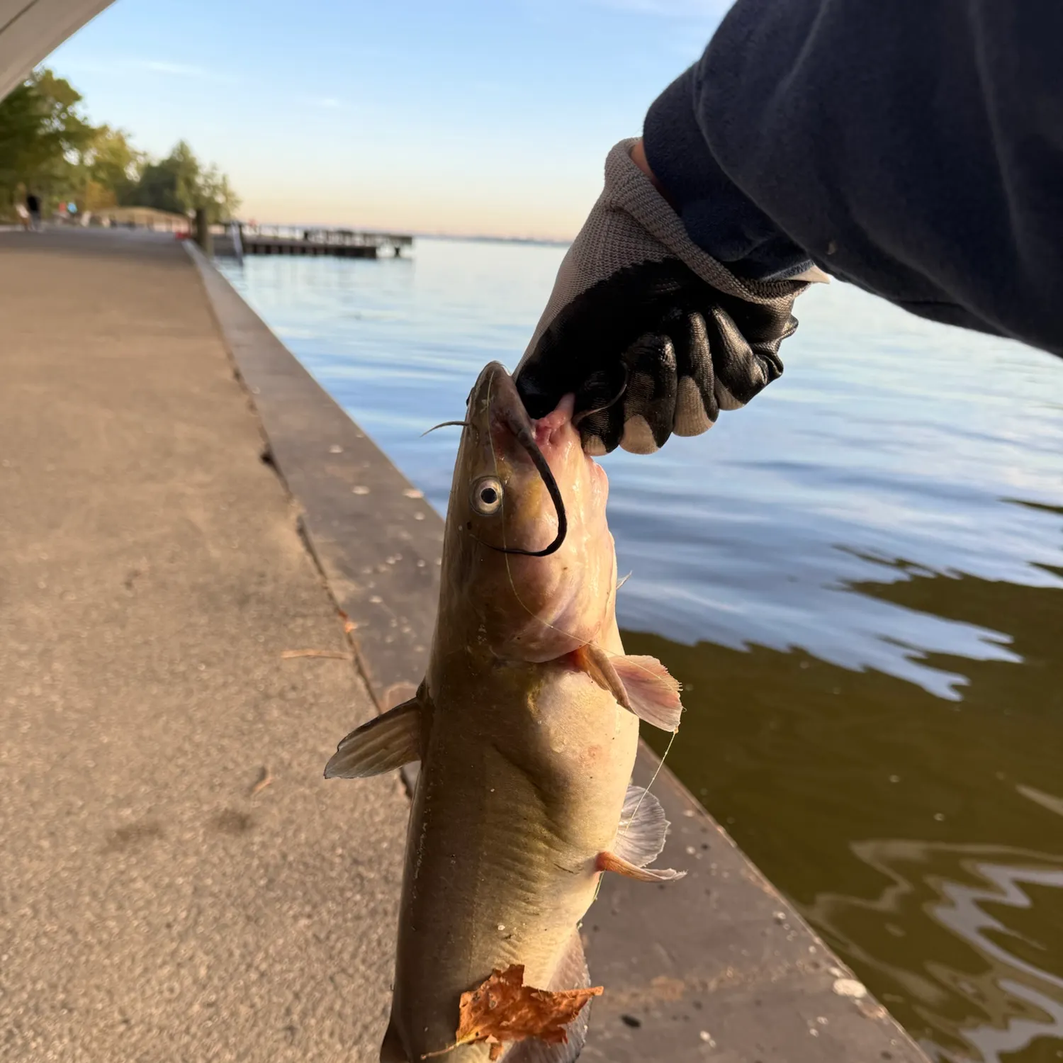 Channel catfish caught on Fishbrain