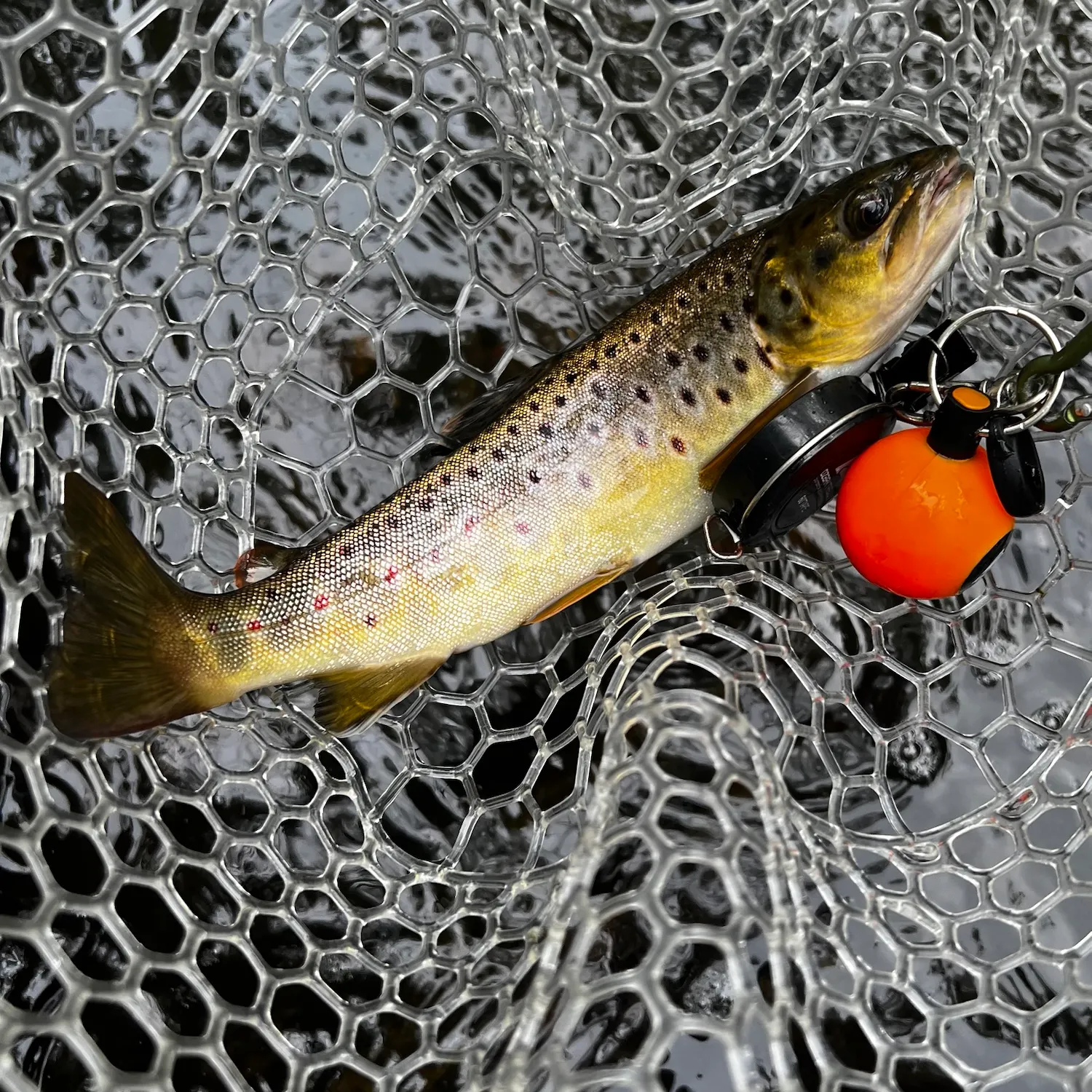 Brown trout caught on Fishbrain