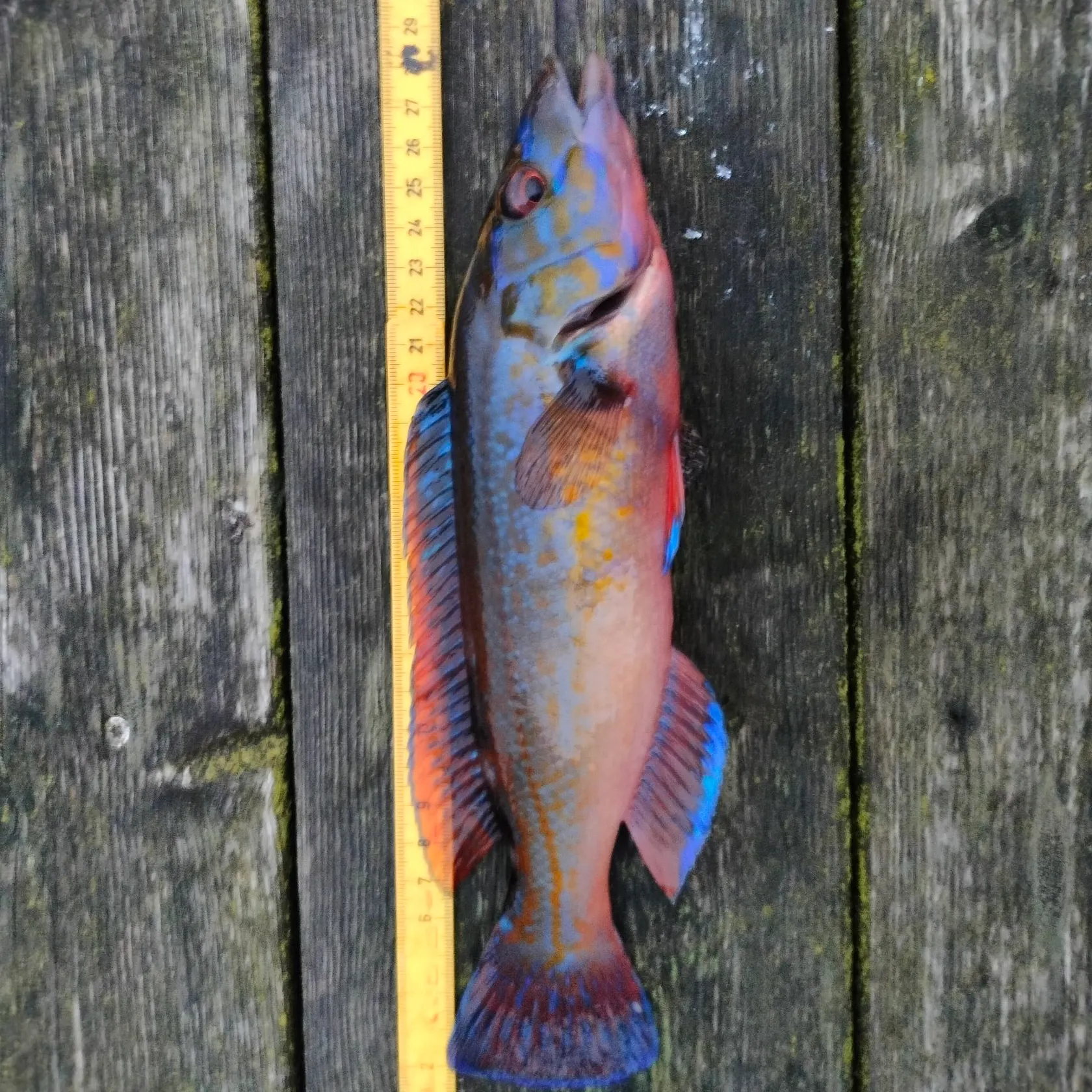 The most recent Cuckoo wrasse catches on Fishbrain