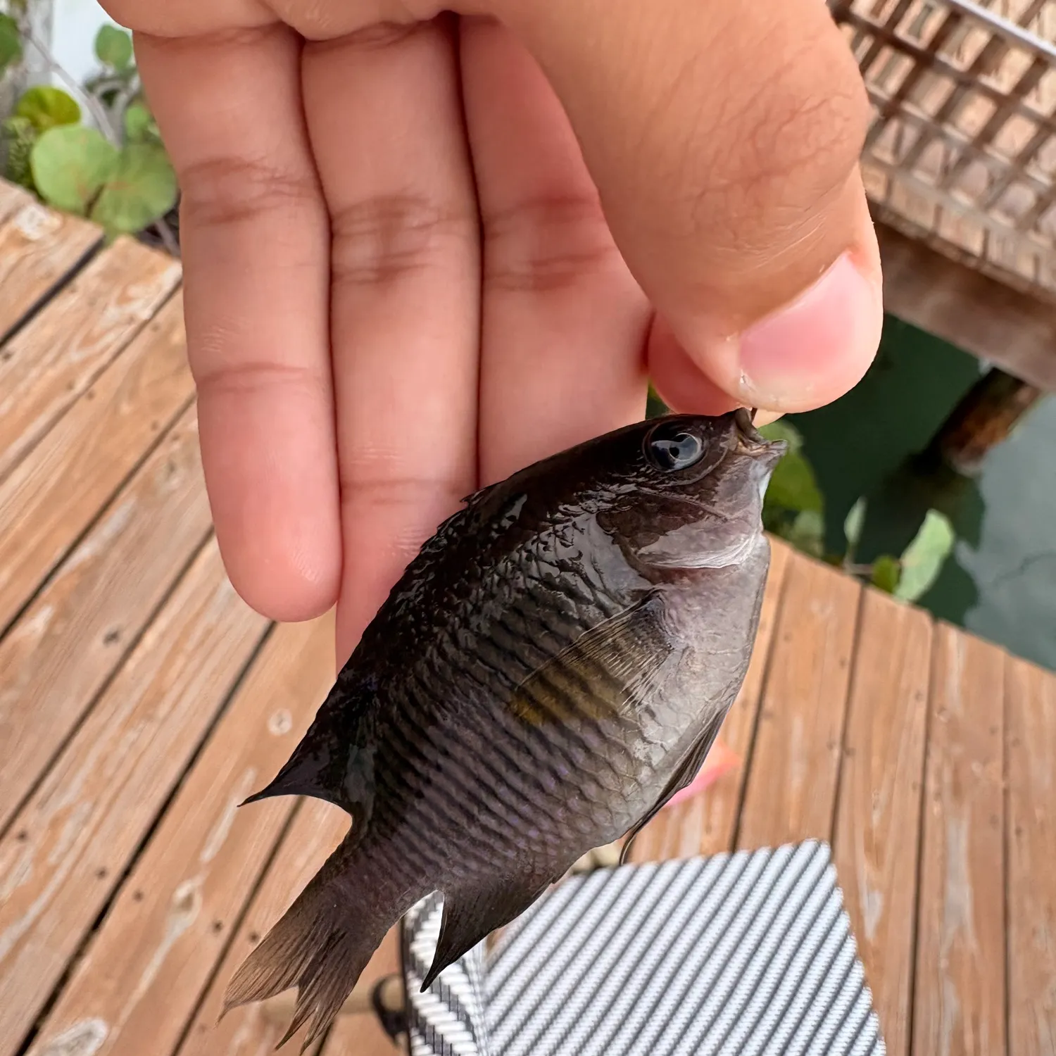 The most recent Dusky damselfish catches on Fishbrain