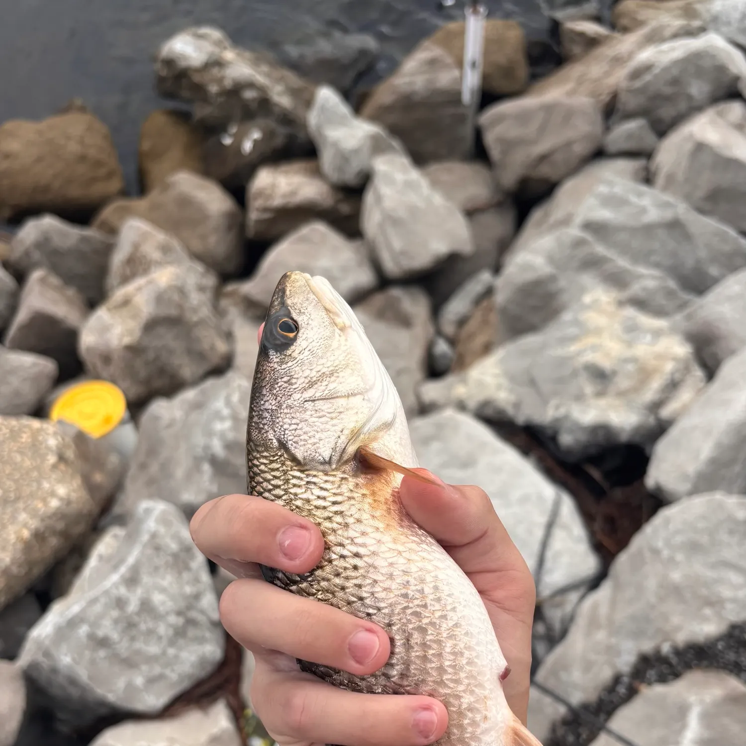 Red drum caught on Fishbrain