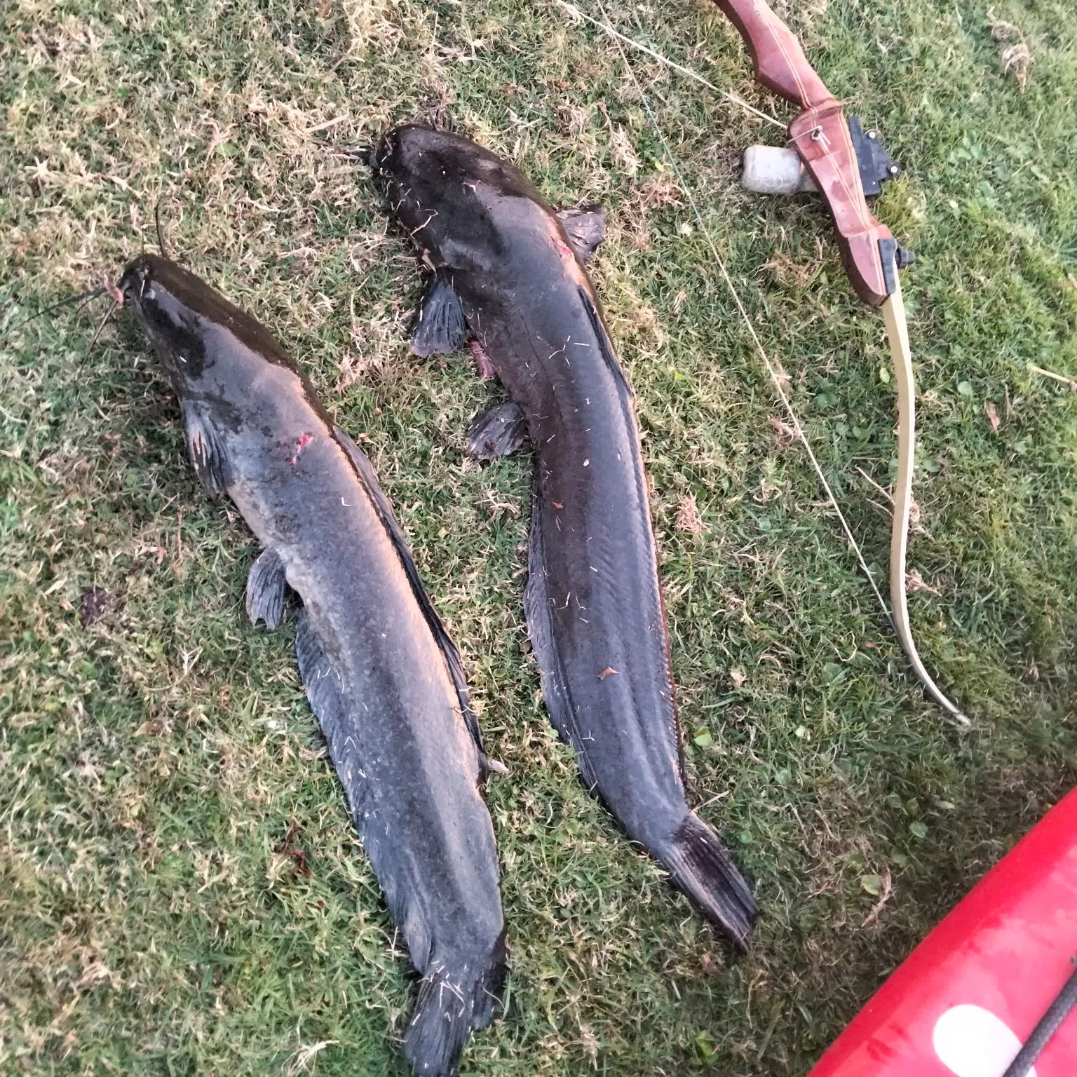 The most recent North African catfish catches on Fishbrain