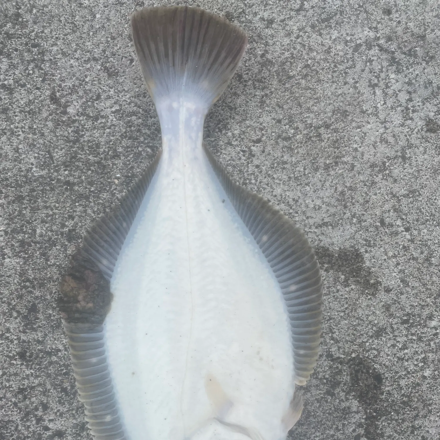 The most recent Stone Flounder catches on Fishbrain