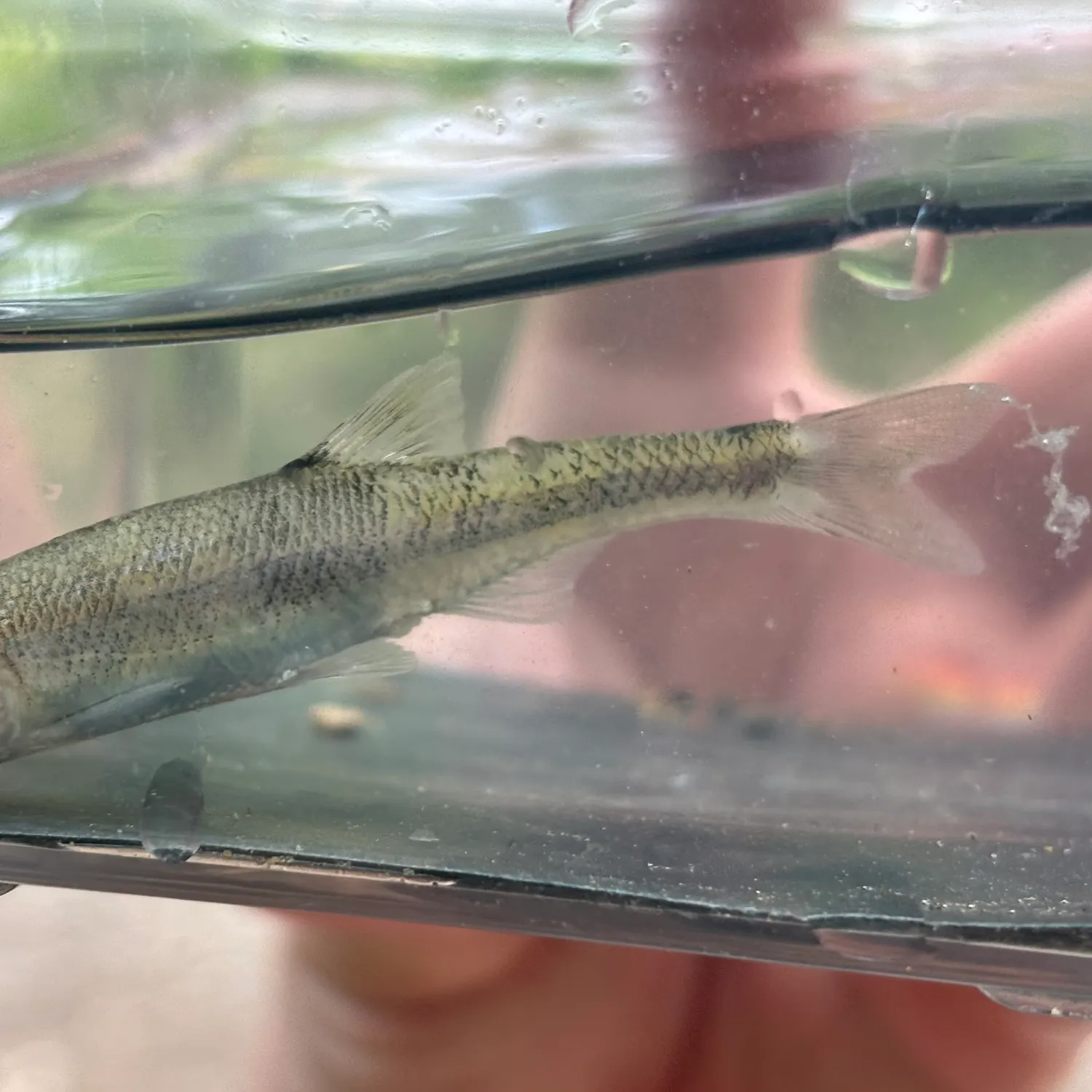 The most recent Scarlet shiner catches on Fishbrain