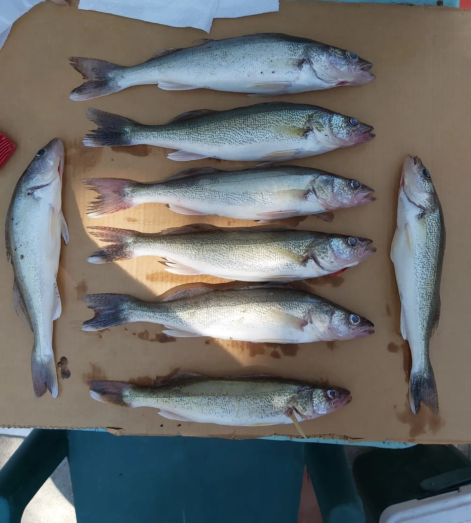 recently logged catches