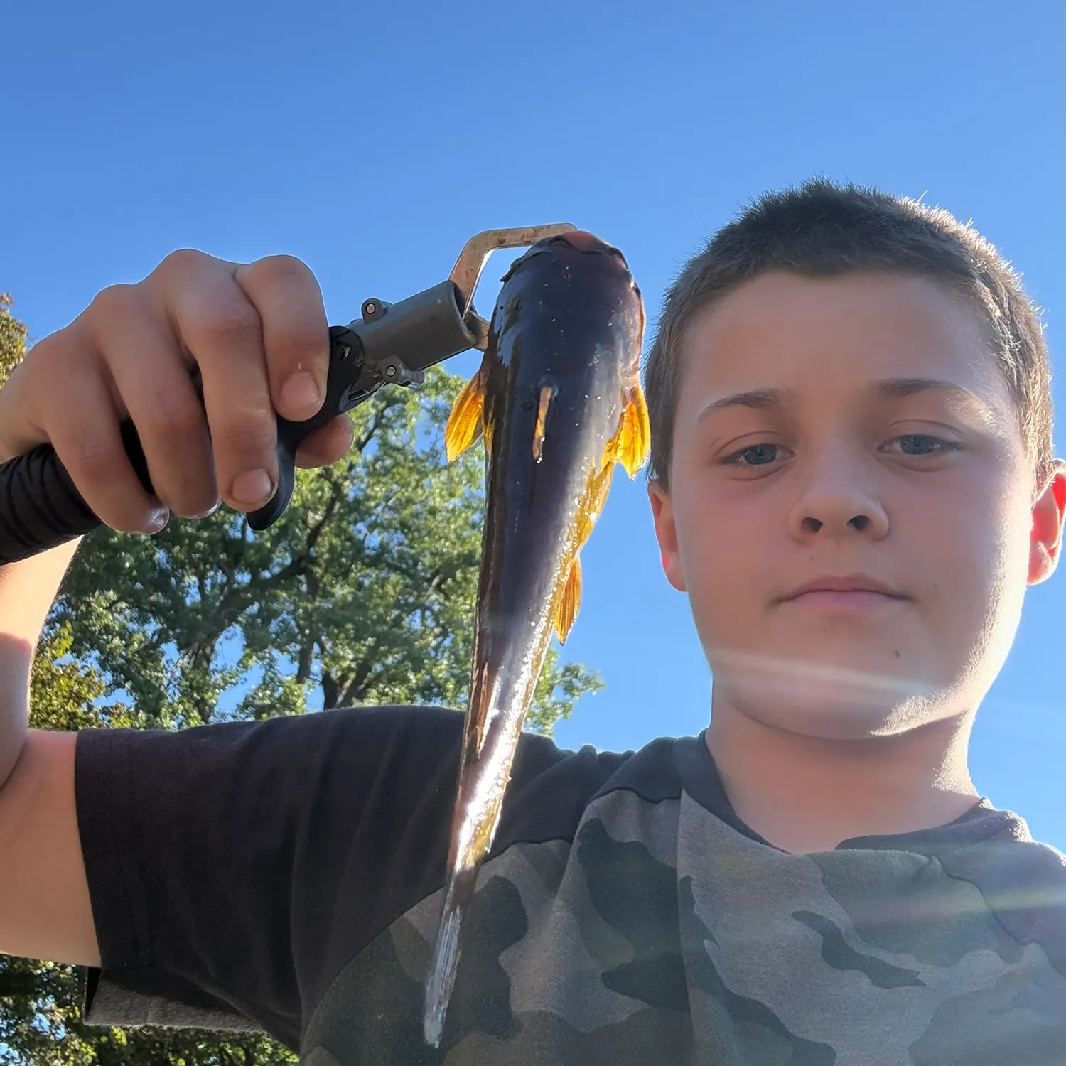 Yellow bullhead caught on Fishbrain
