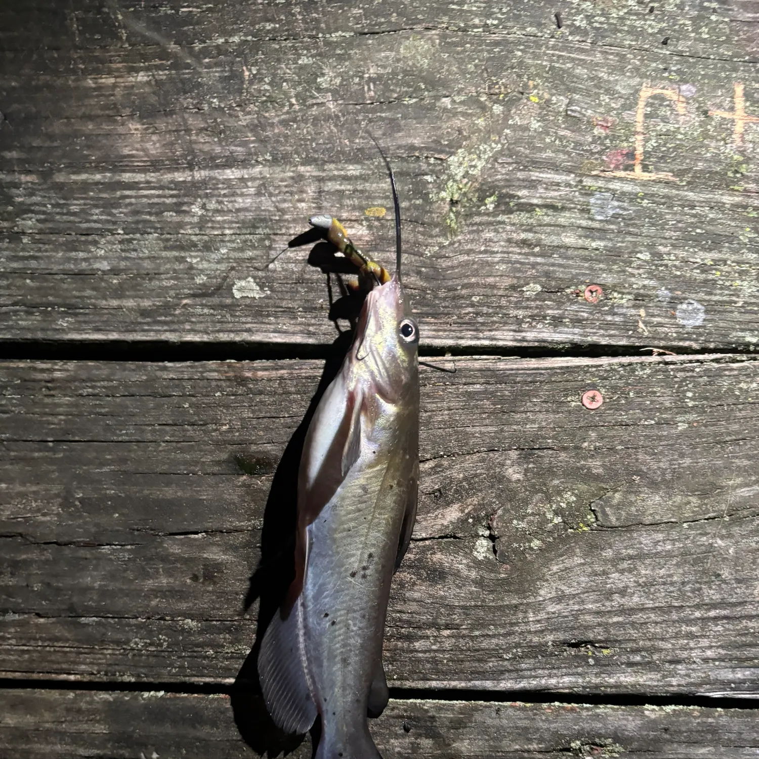 Channel catfish caught on Fishbrain