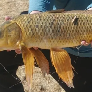 The most recent Koi x common carp catches on Fishbrain