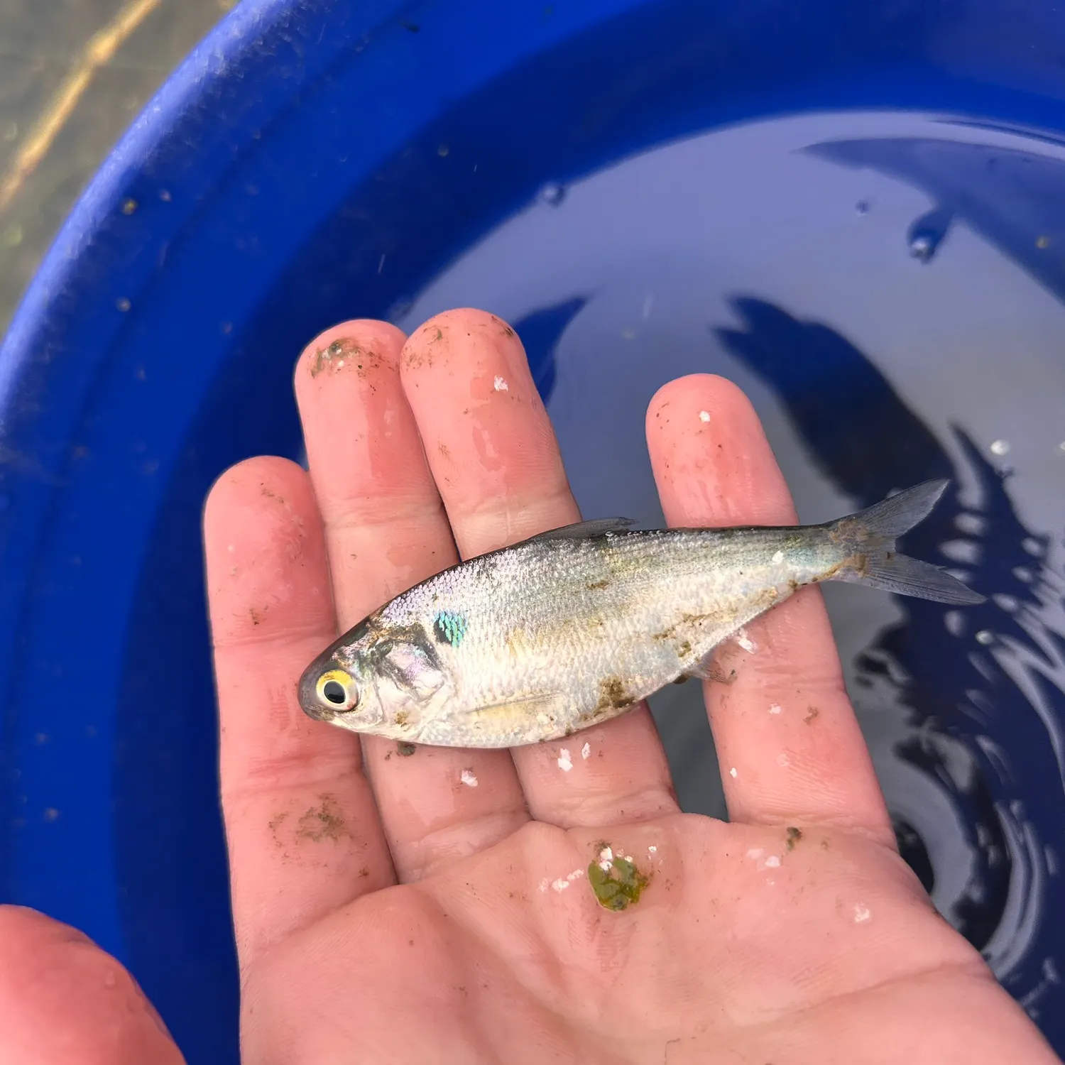 American gizzard shad caught on Fishbrain
