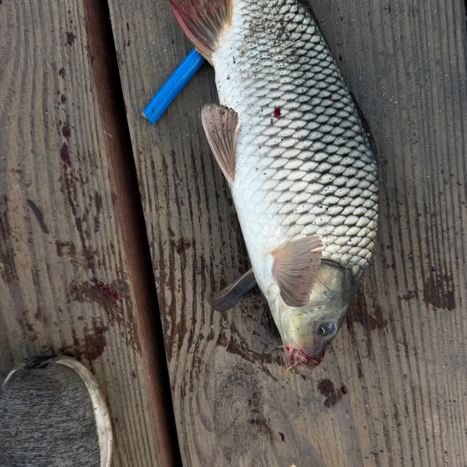 Common carp caught on Fishbrain