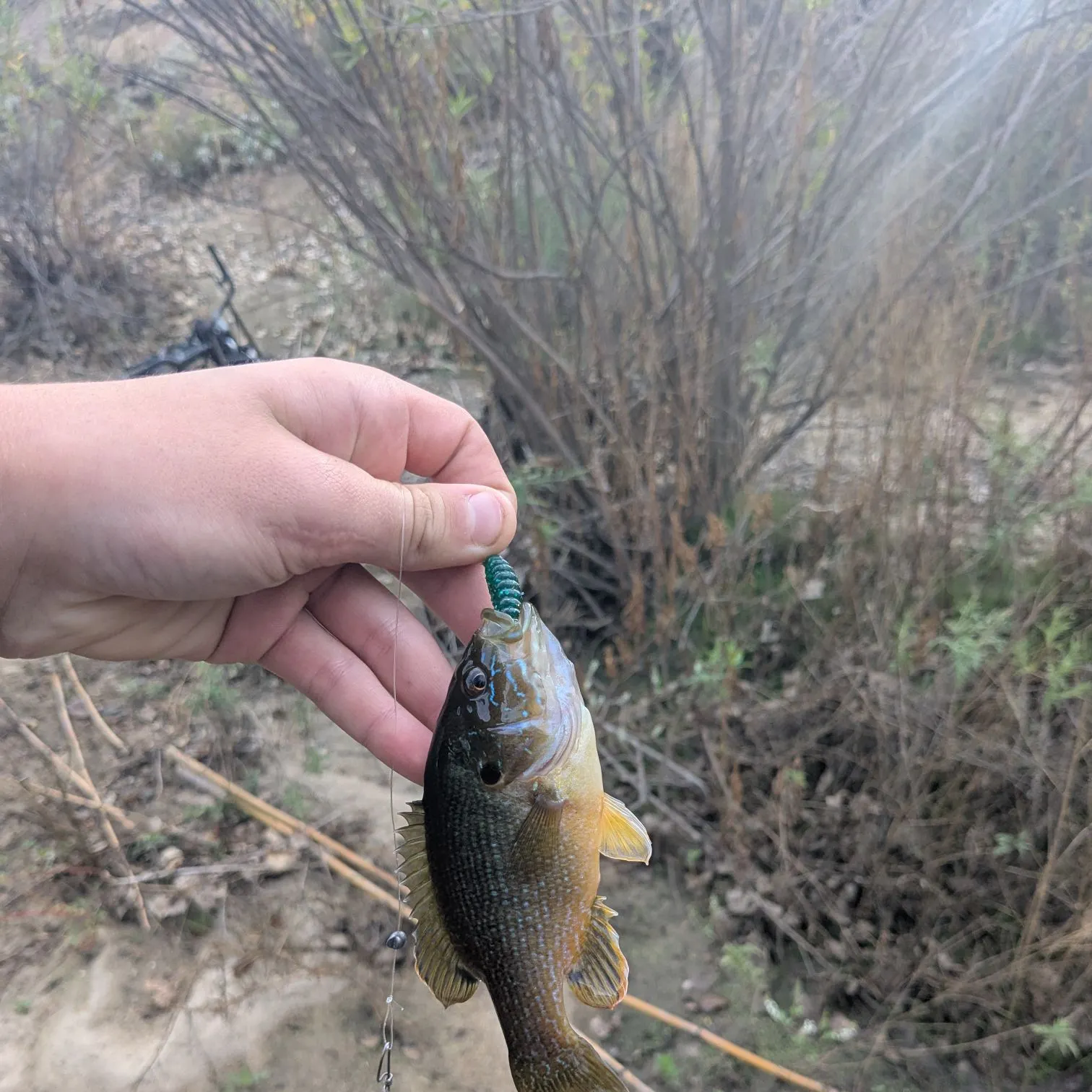 Green sunfish caught on Fishbrain