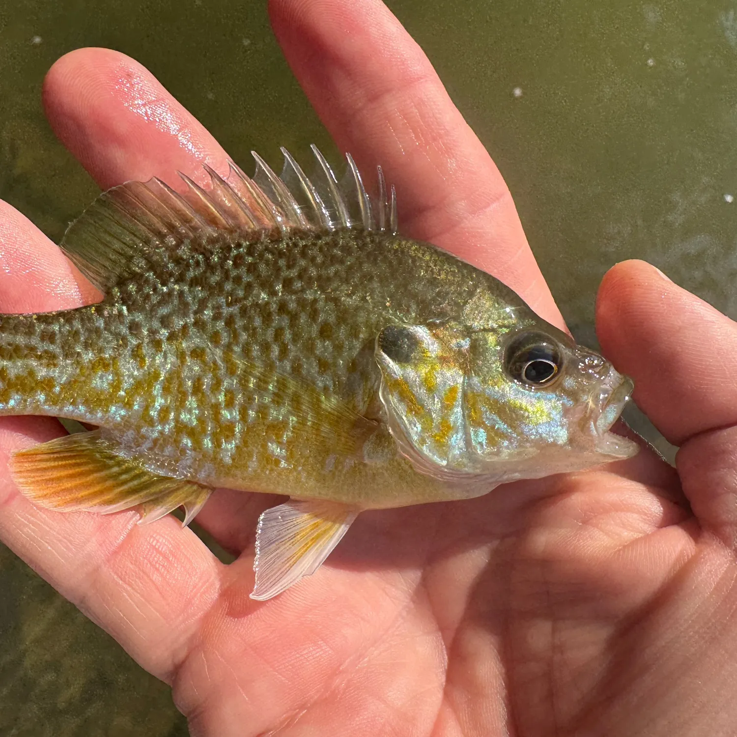Green sunfish caught on Fishbrain