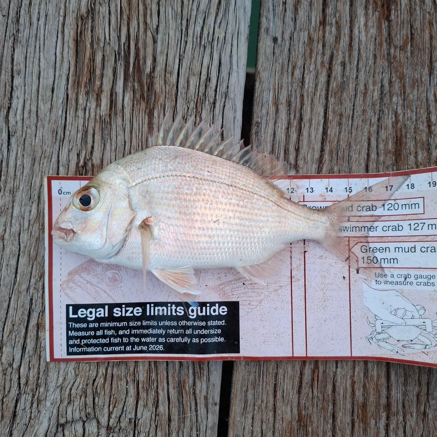 Australasian snapper caught on Fishbrain