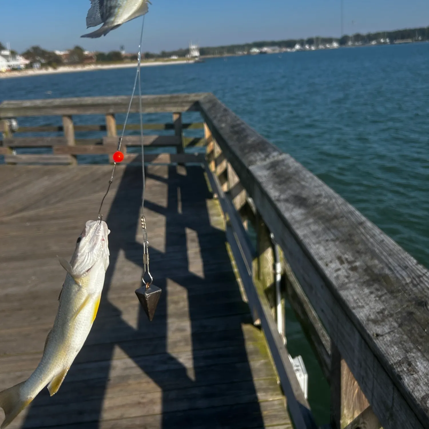 Fish caught on Fishbrain