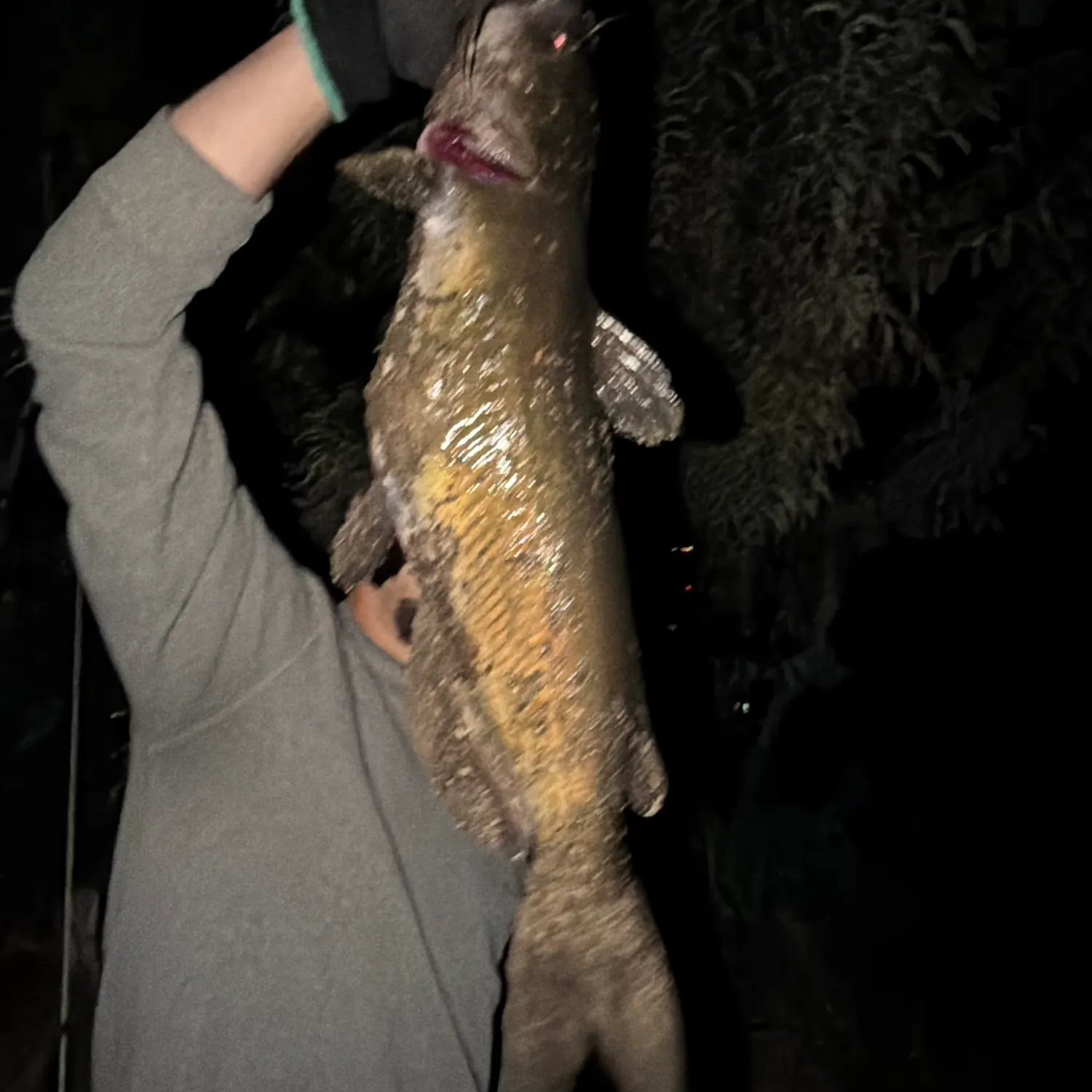Channel catfish caught on Fishbrain