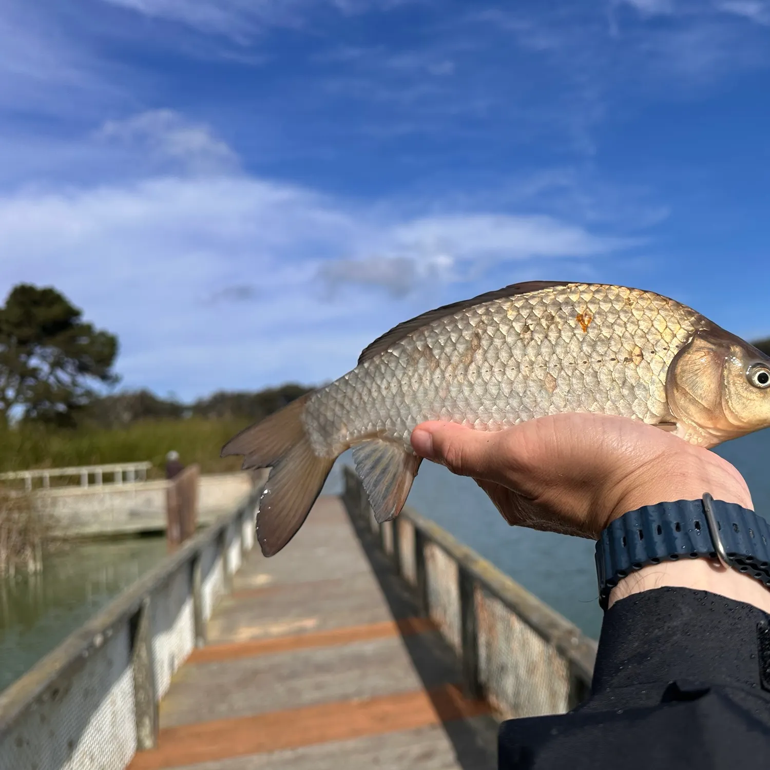 Crucian carp caught on Fishbrain
