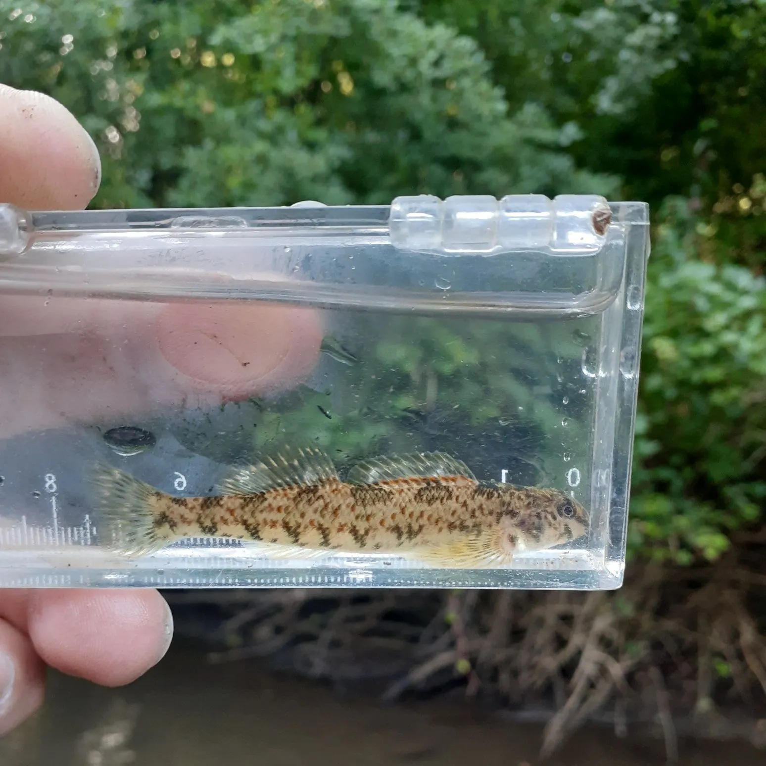 The most recent Greenside darter catches on Fishbrain