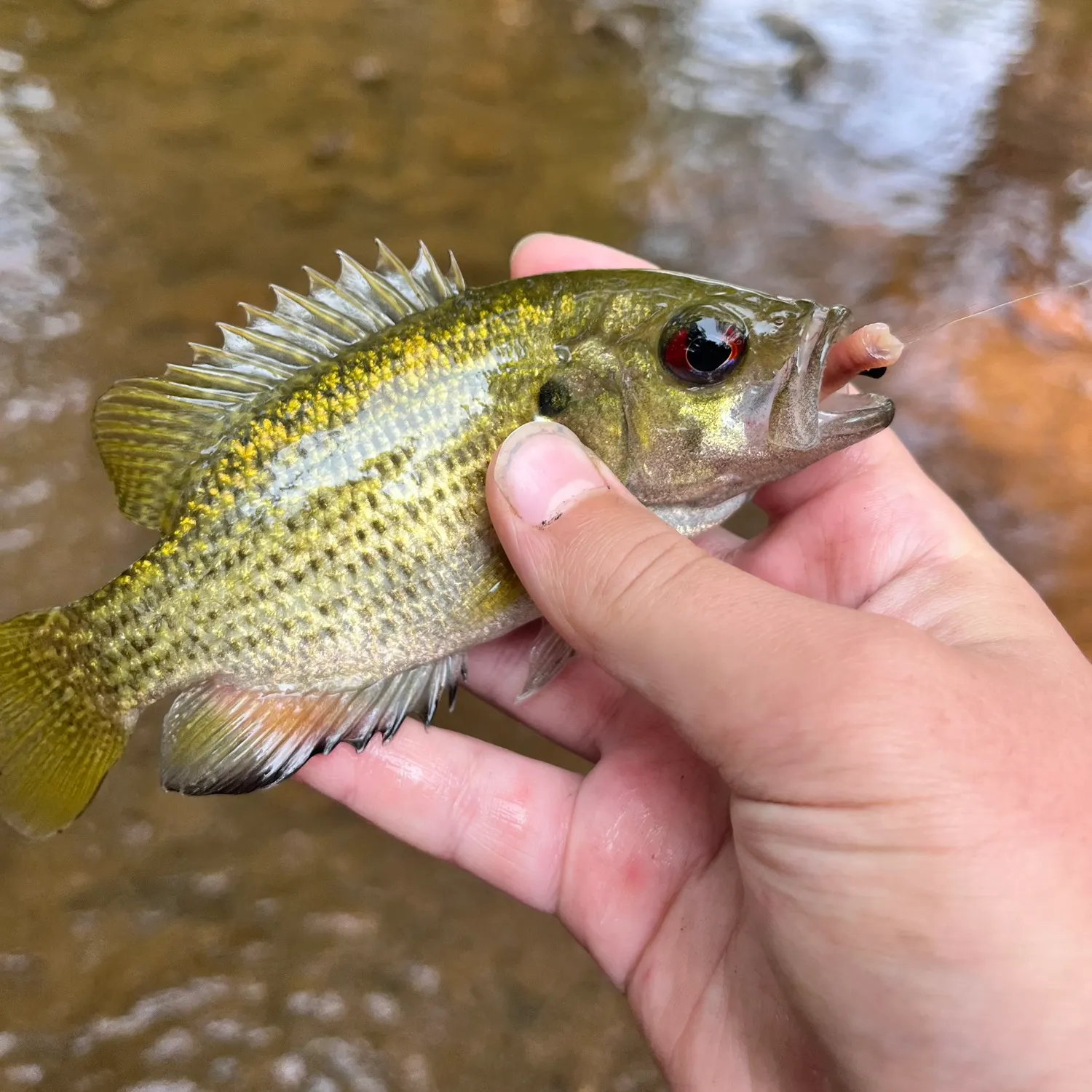 Rock bass caught on Fishbrain