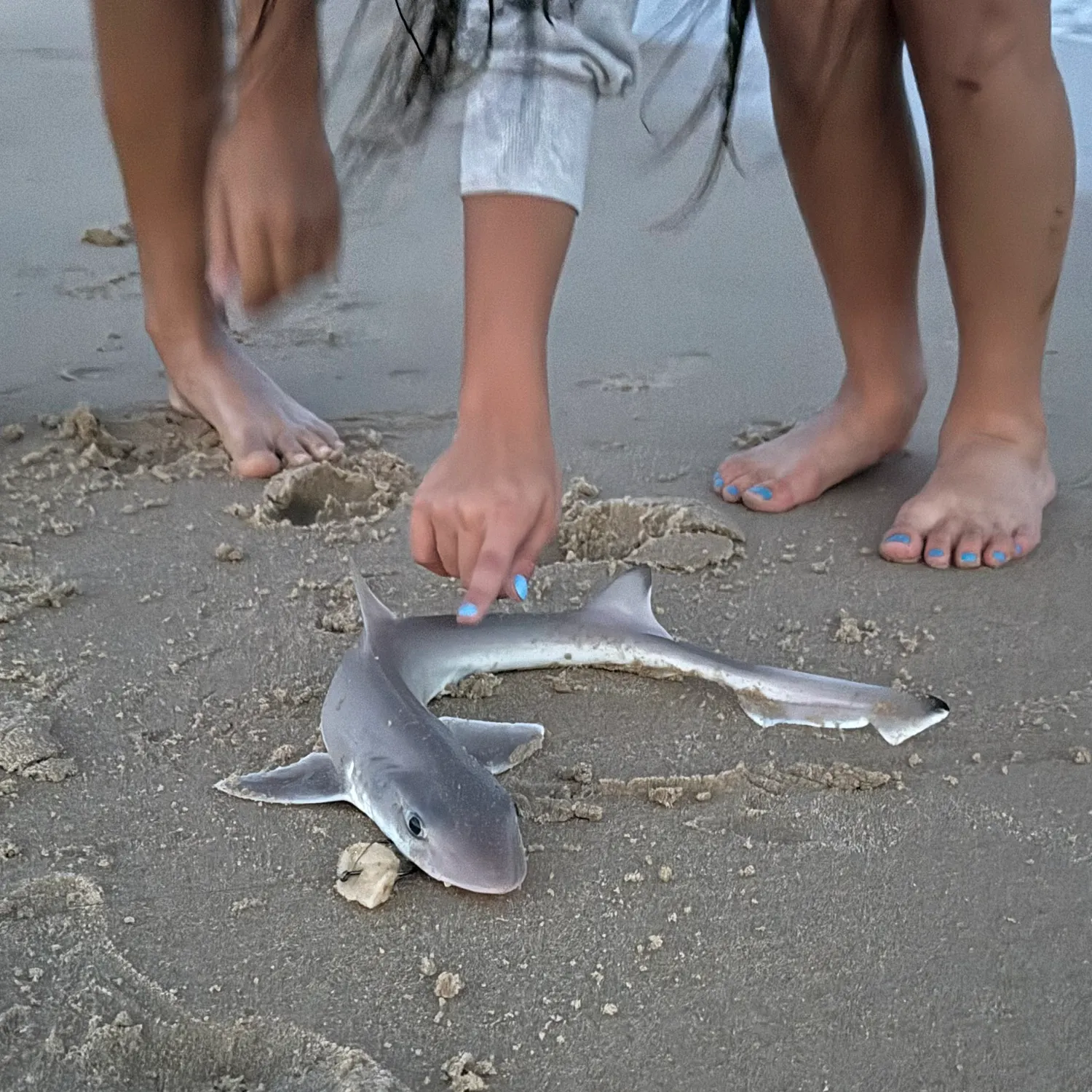 The most recent Cuban dogfish catches on Fishbrain