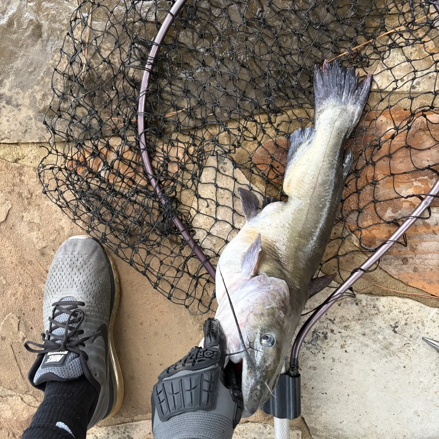 White bullhead caught on Fishbrain