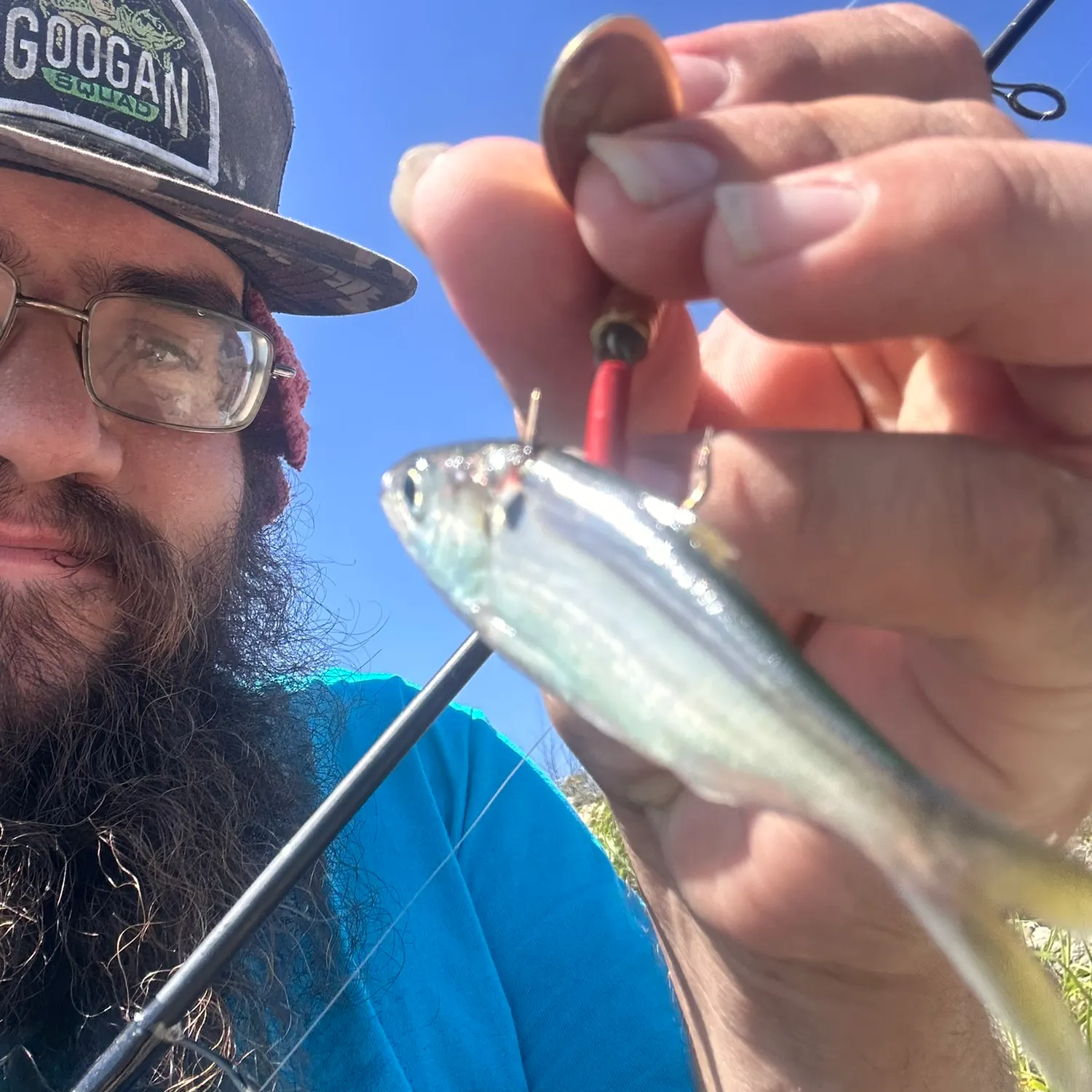 The most recent Threadfin shad catches on Fishbrain