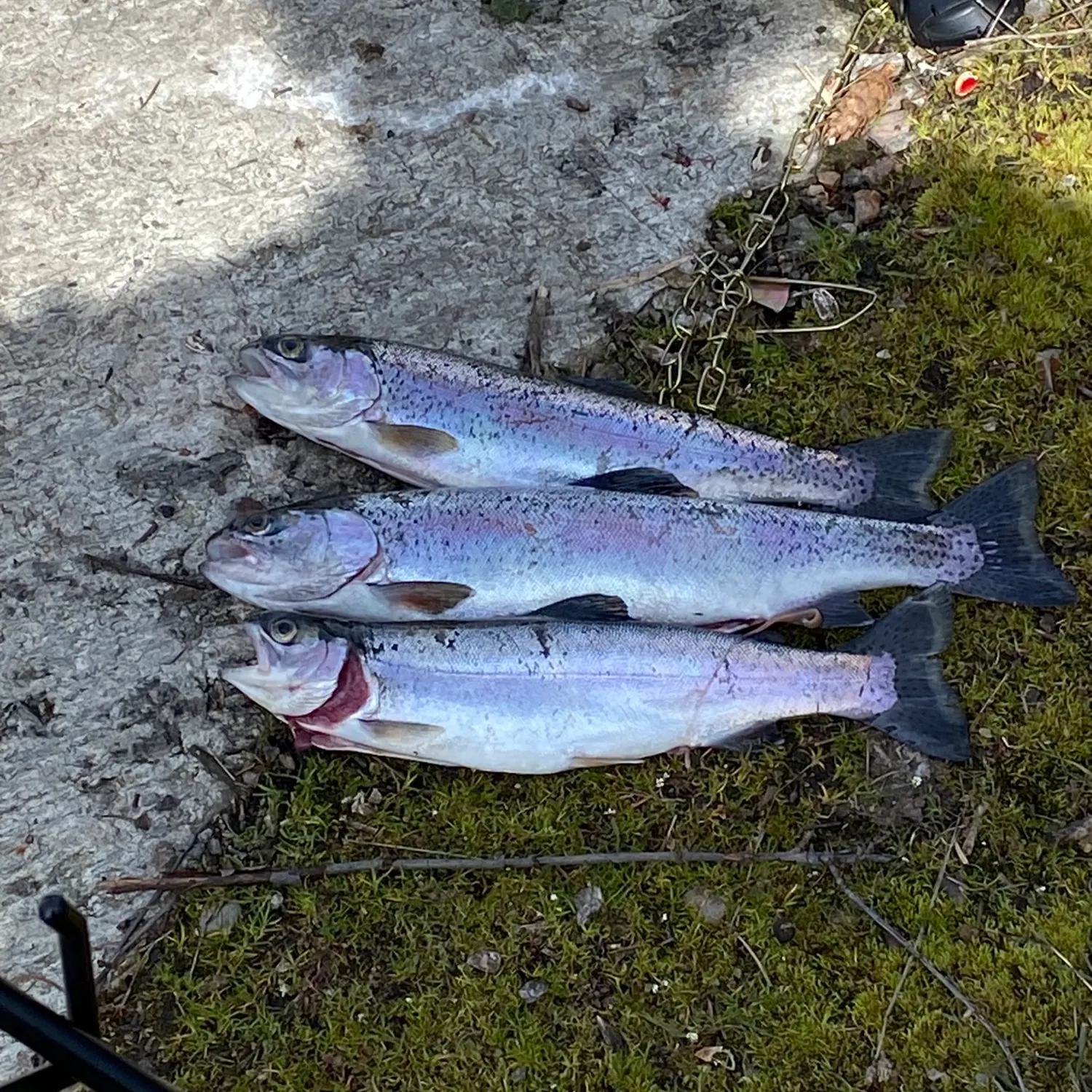 recently logged catches