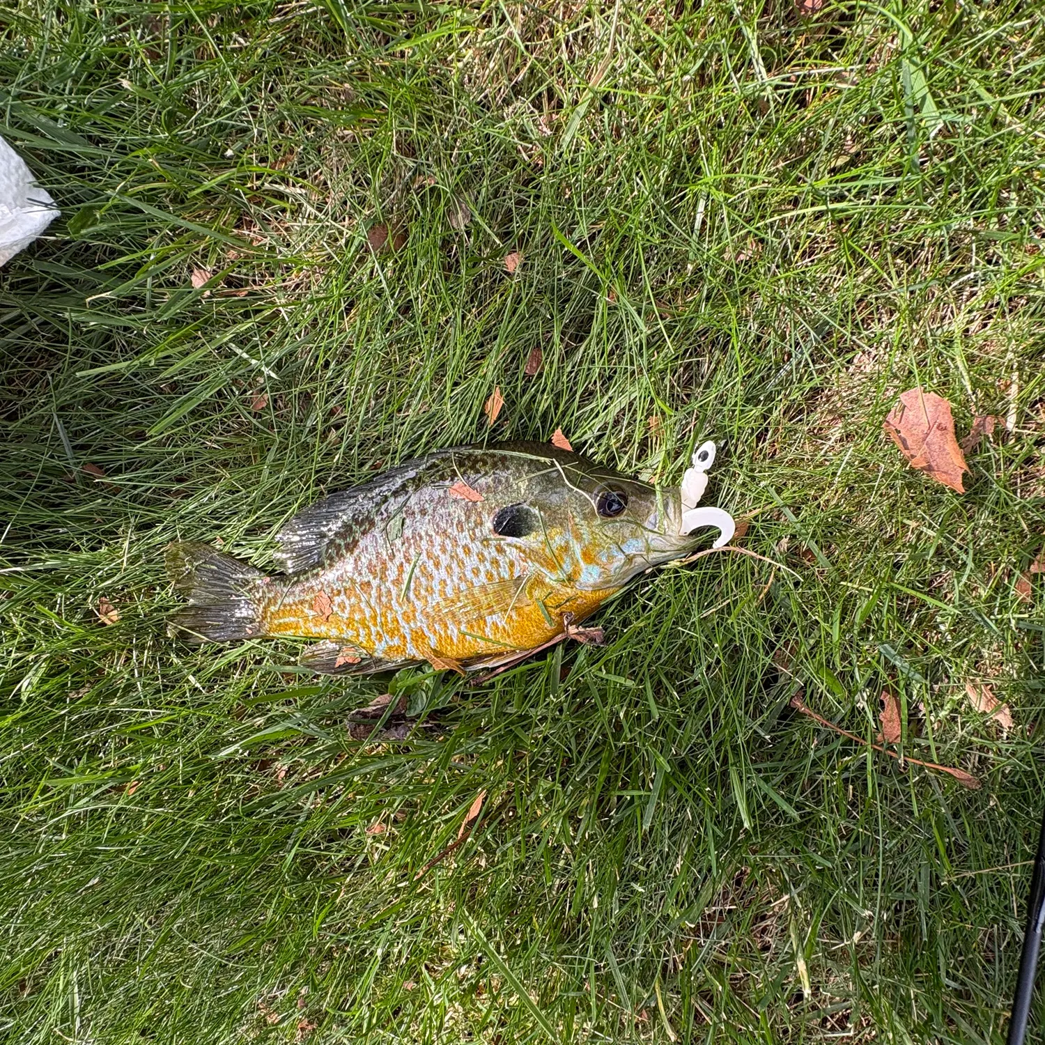 Fish caught on Fishbrain