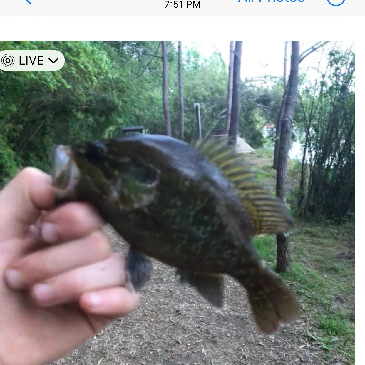 recently logged catches
