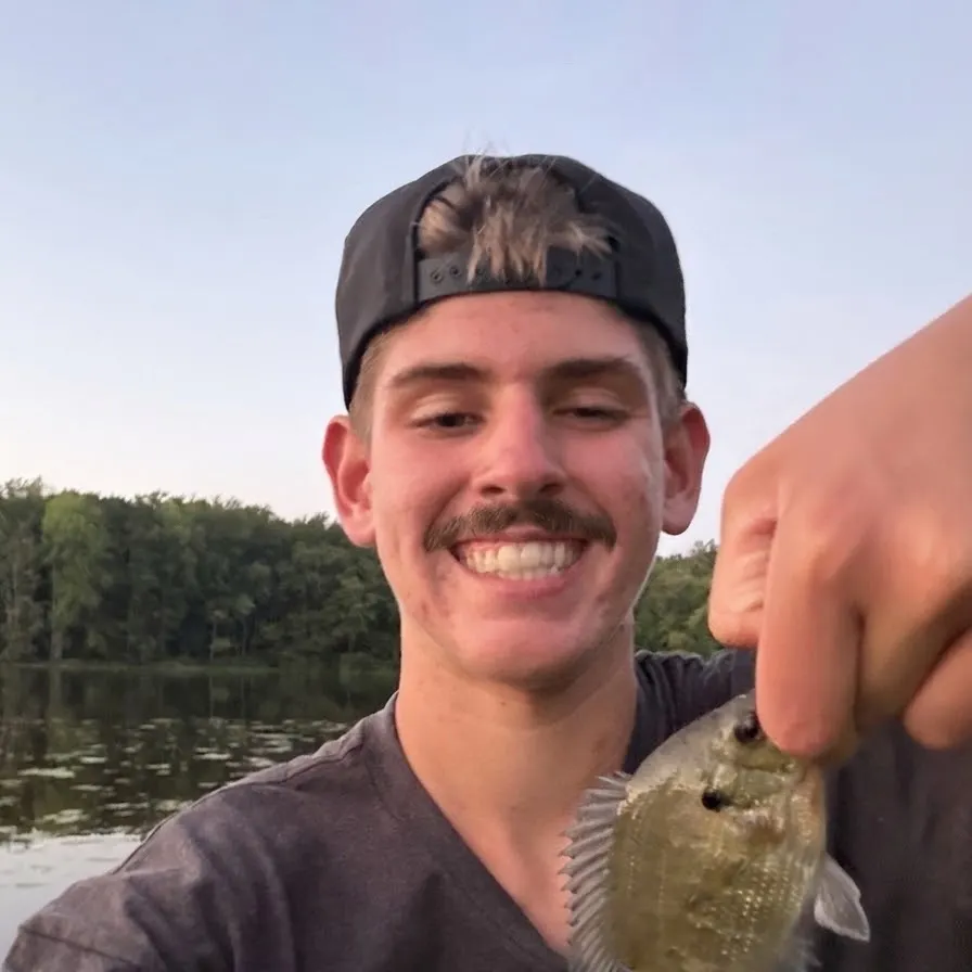 Green sunfish caught on Fishbrain