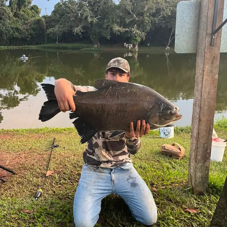 The most recent Tambacu catches on Fishbrain