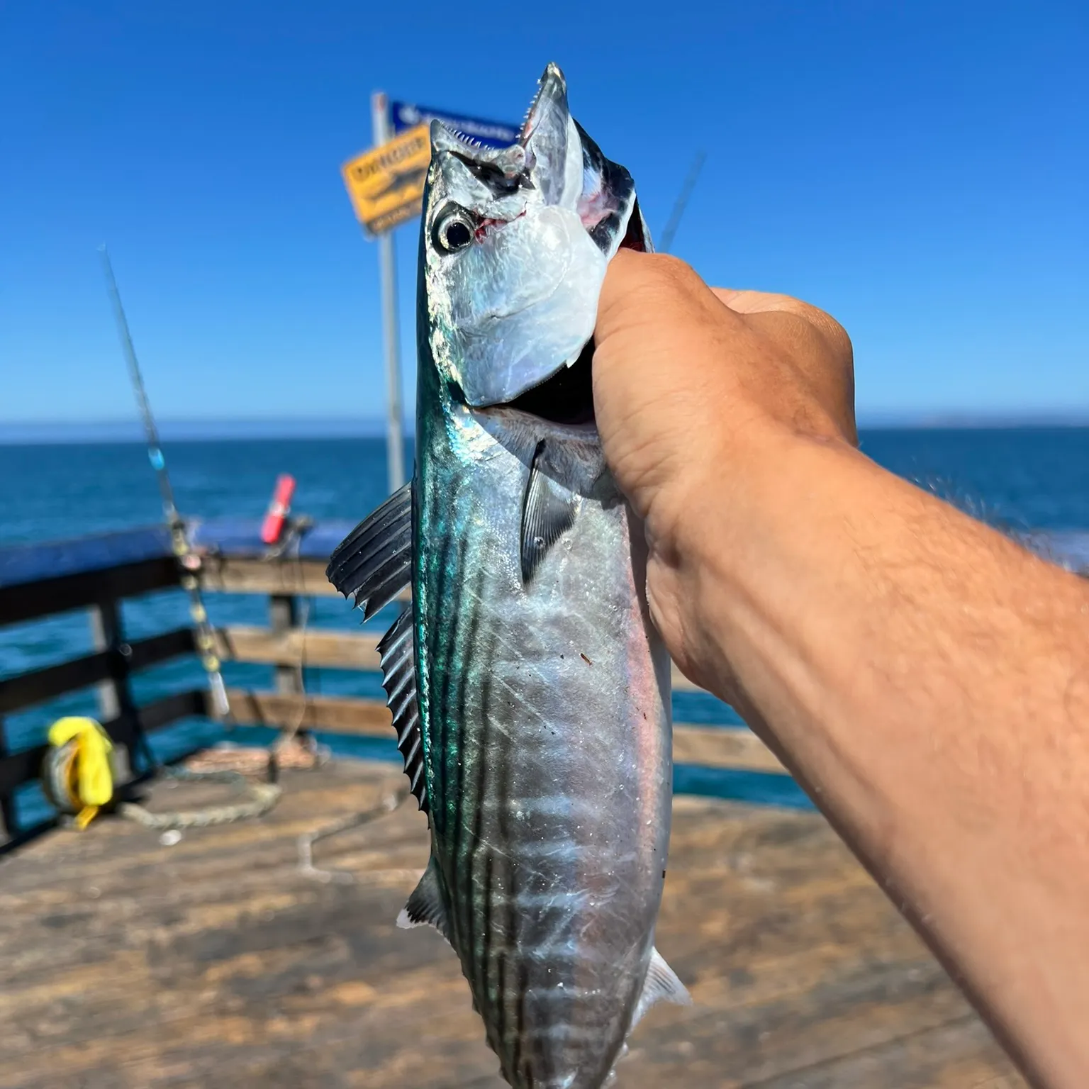 The most recent Striped bonito catches on Fishbrain