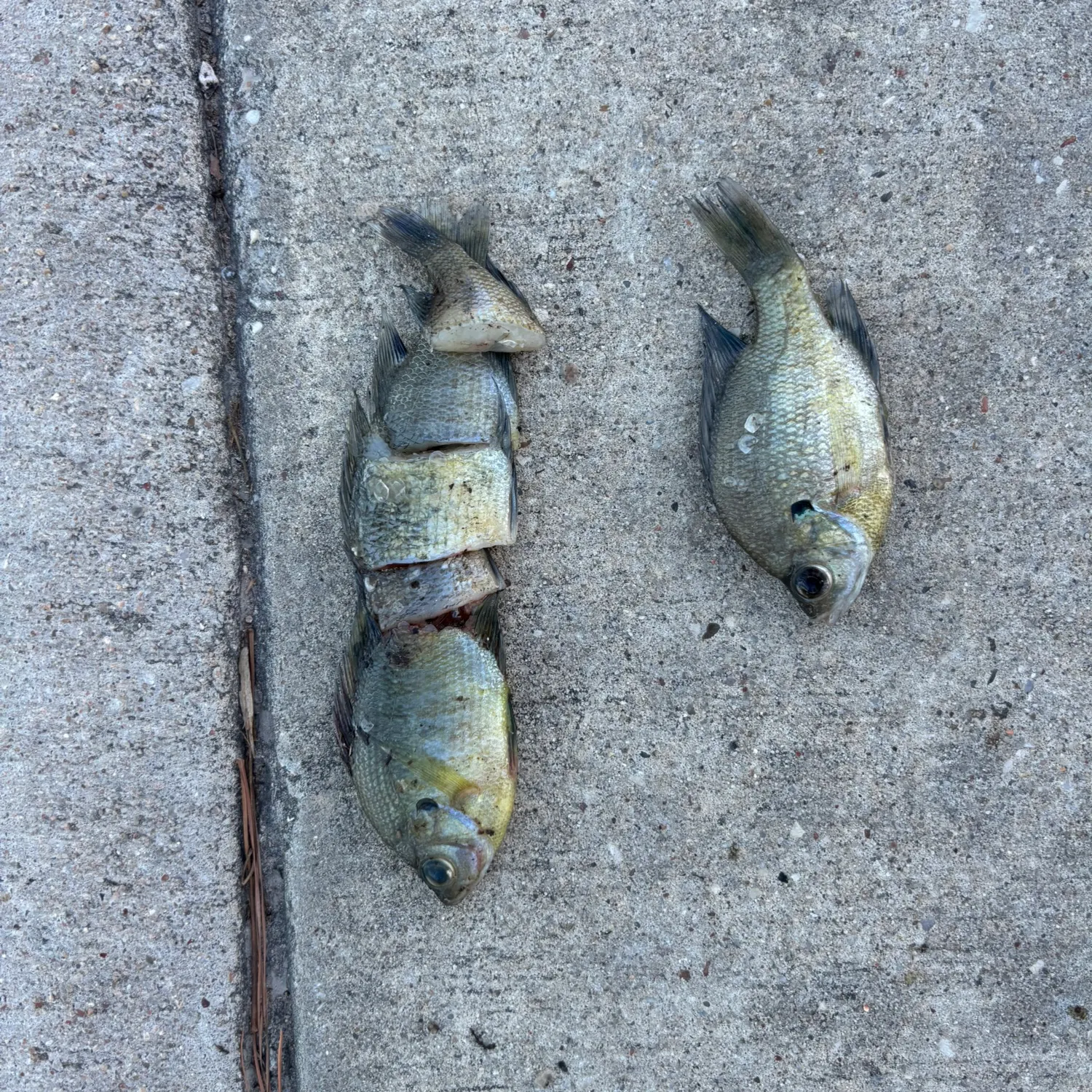 recently logged catches