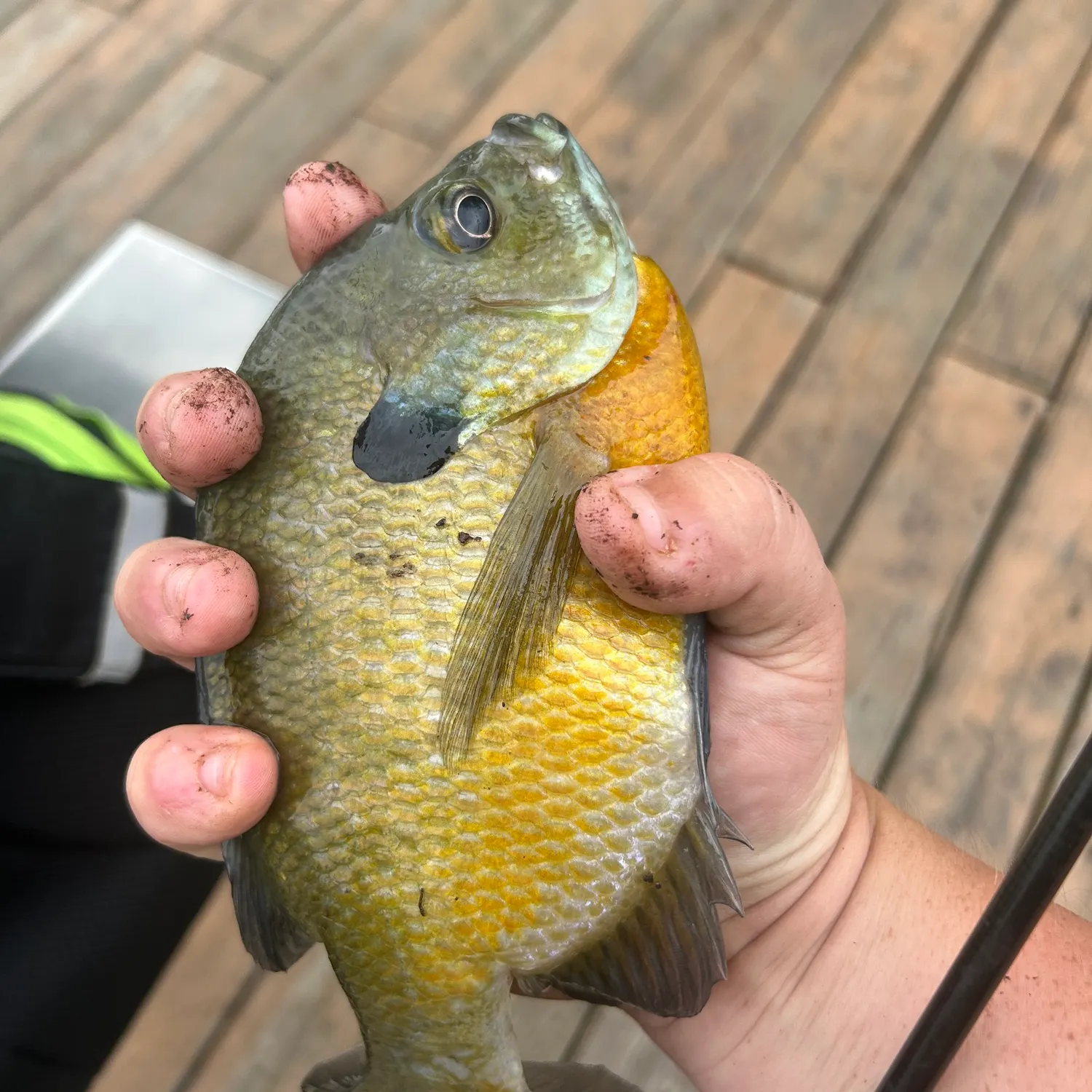 Bluegill caught on Fishbrain