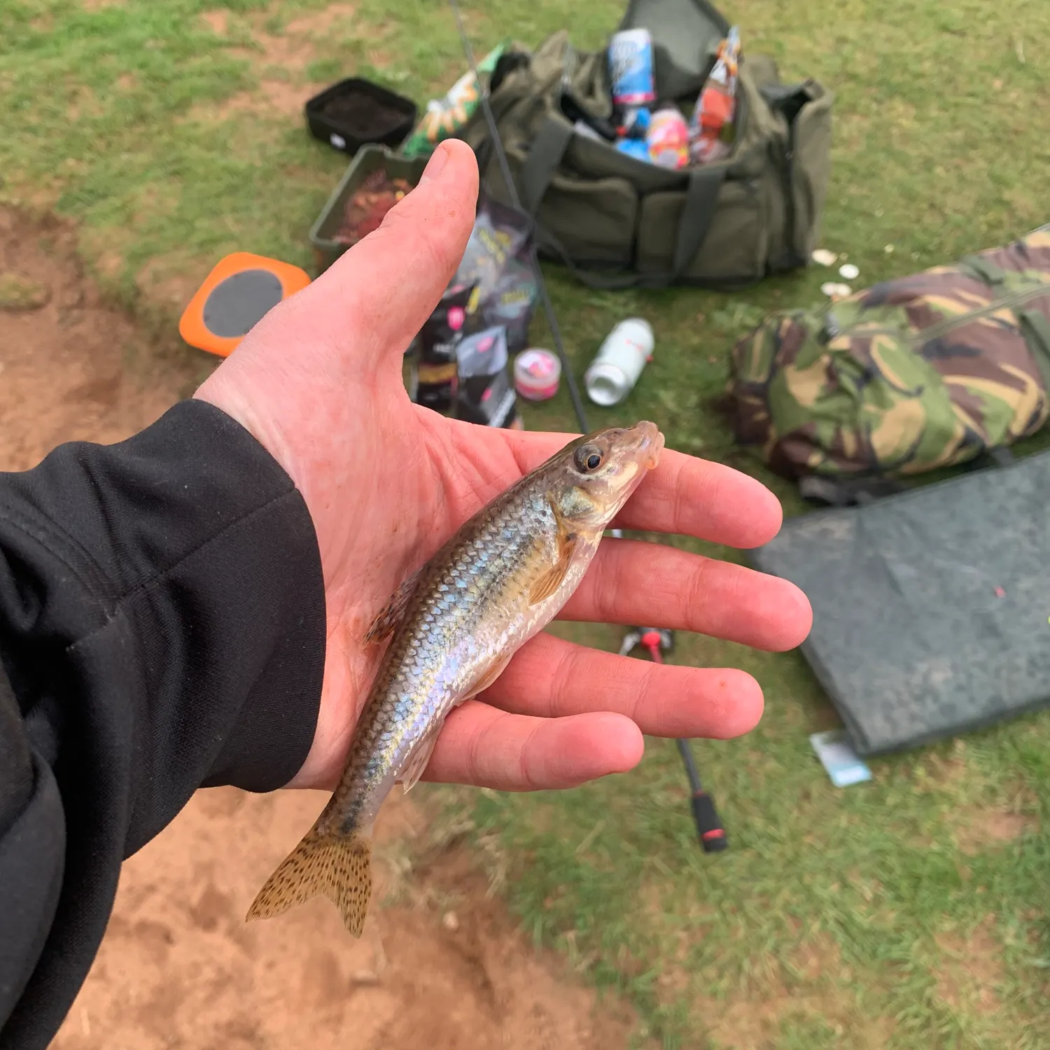 The most recent Gudgeon catches on Fishbrain