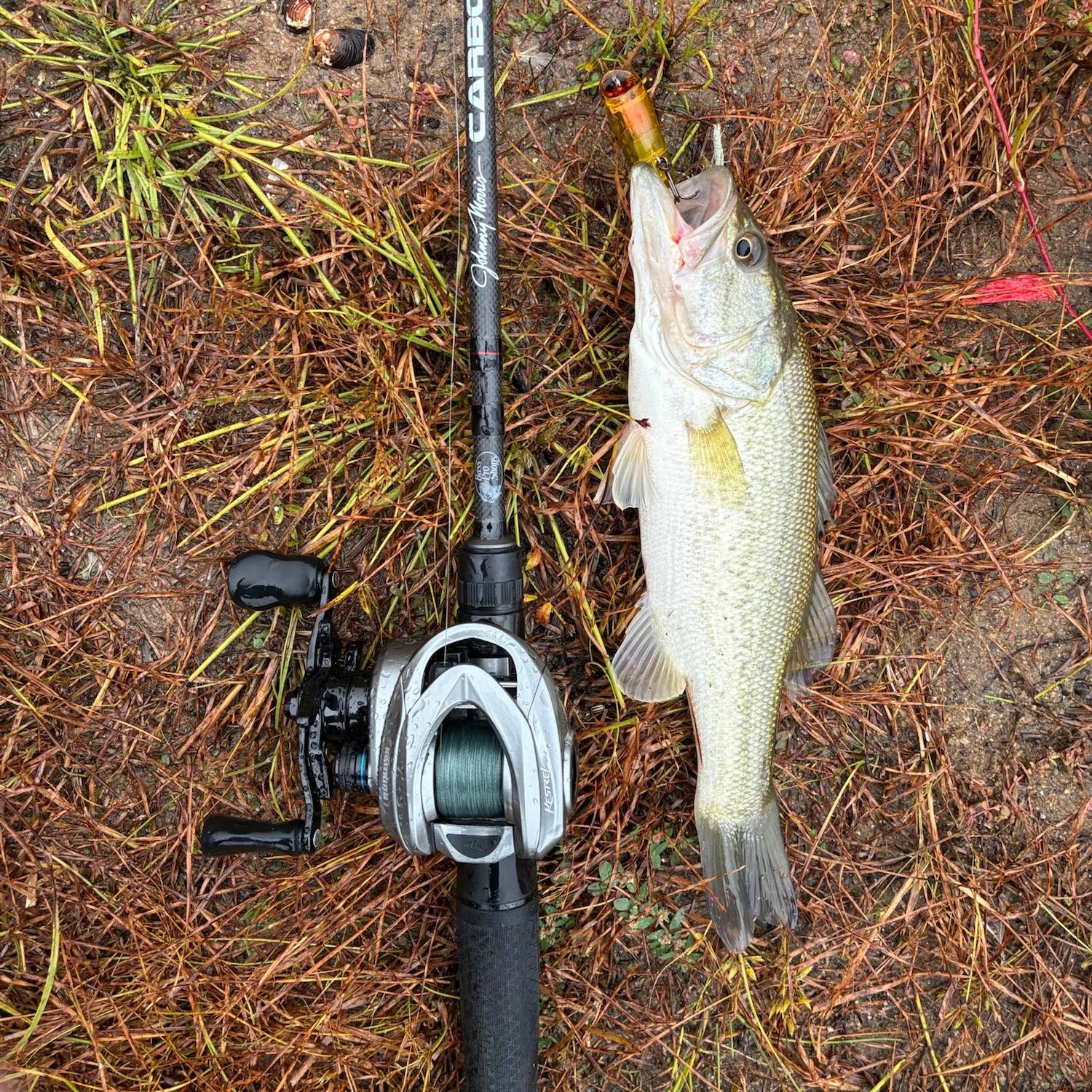 Largemouth bass caught on Fishbrain