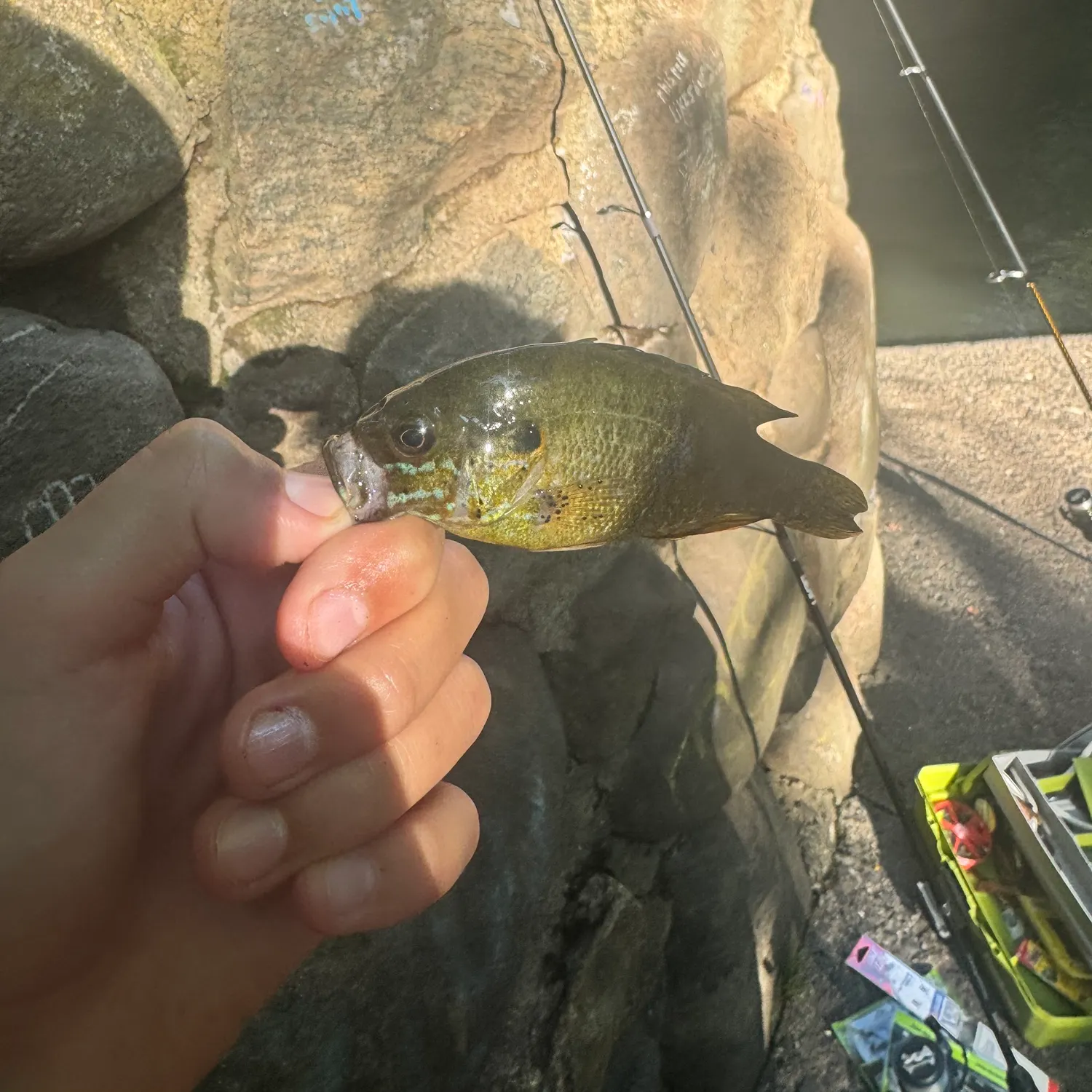 Bluegill caught on Fishbrain