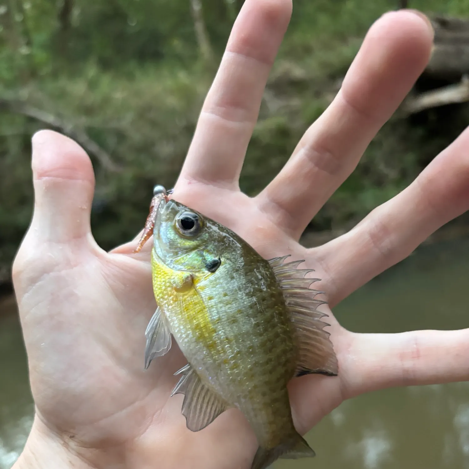 Bluegill caught on Fishbrain