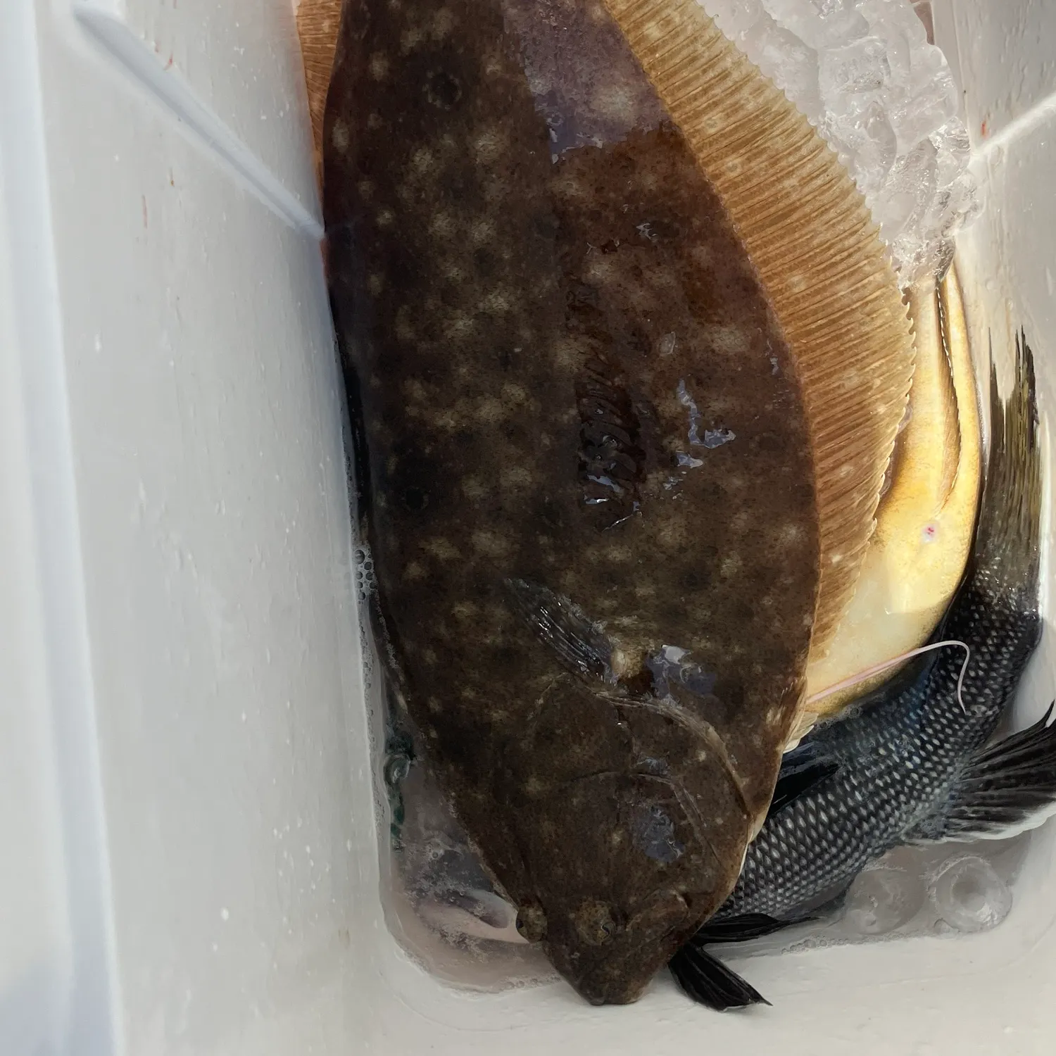 angler catch