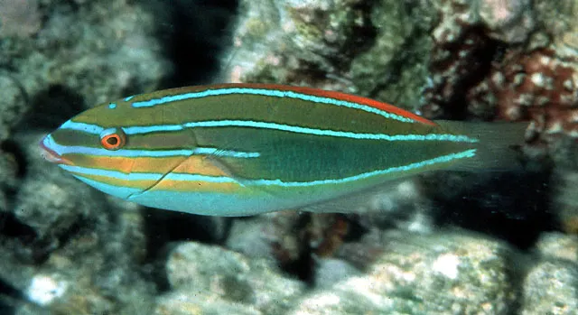 Three-lined rainbowfish