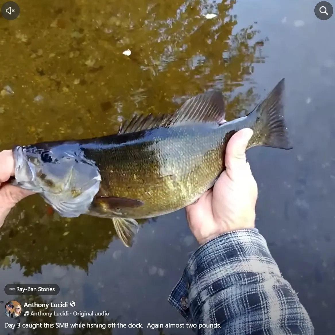 Smallmouth bass caught on Fishbrain