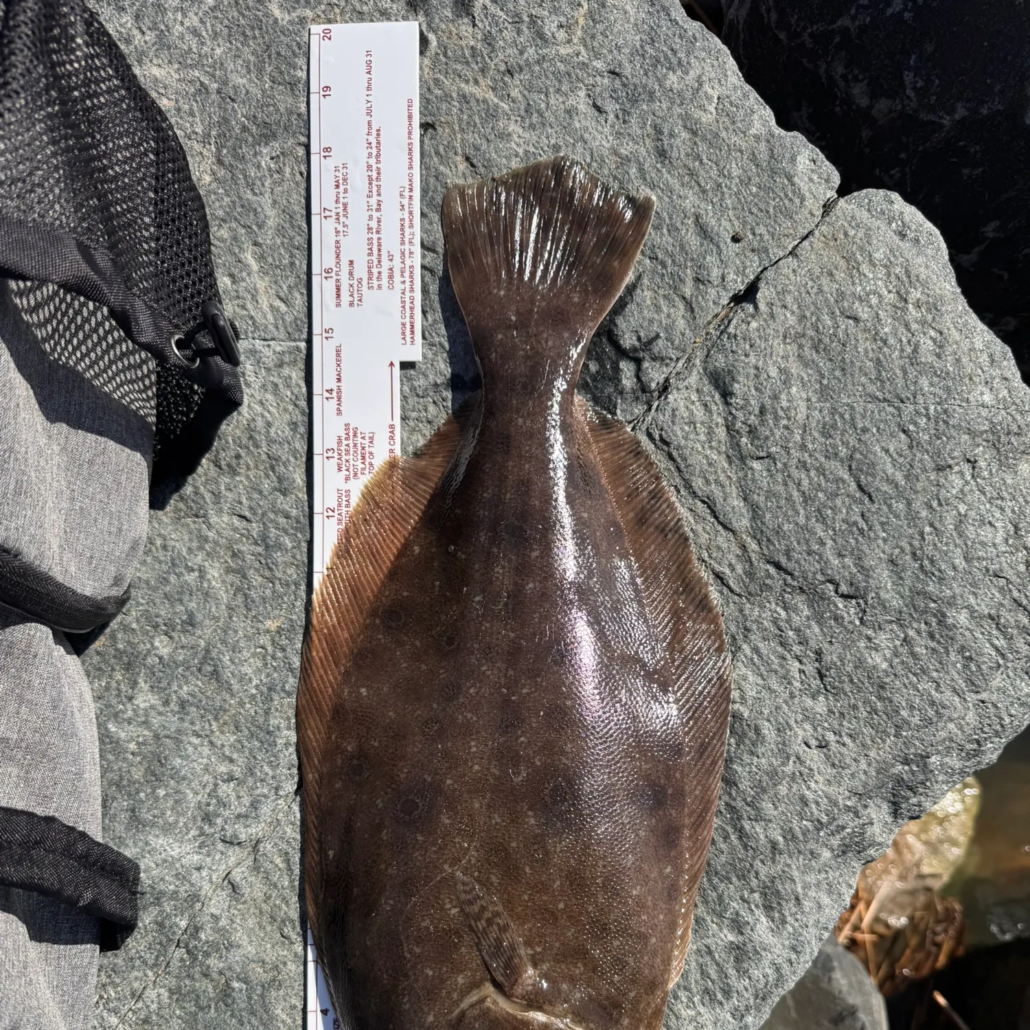 Summer flounder caught on Fishbrain