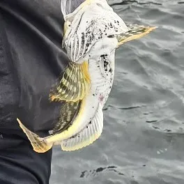 The most recent Slimy sculpin catches on Fishbrain