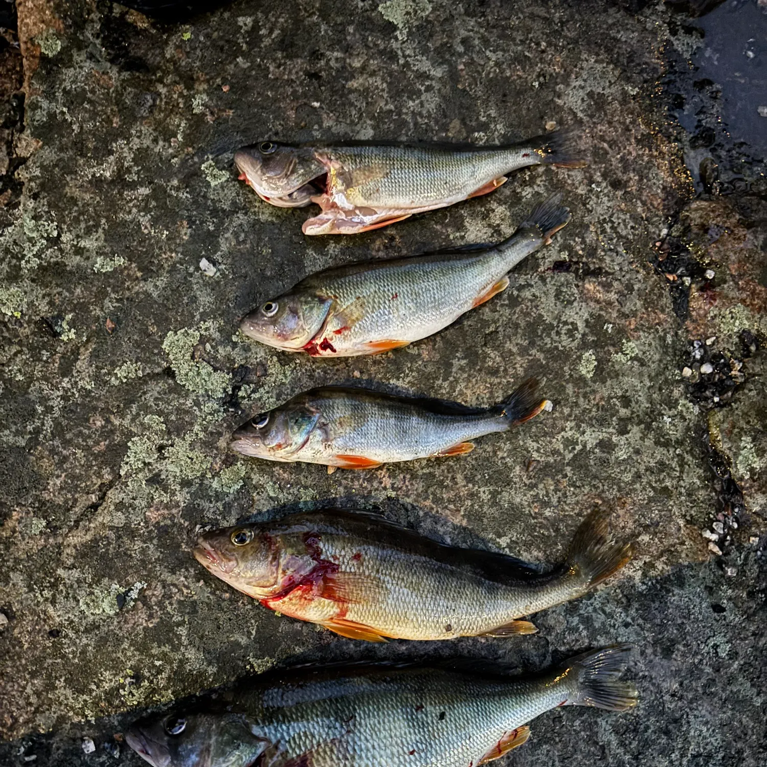 recently logged catches