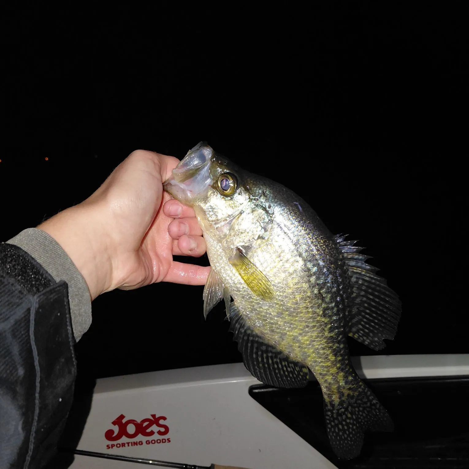 Black crappie caught on Fishbrain