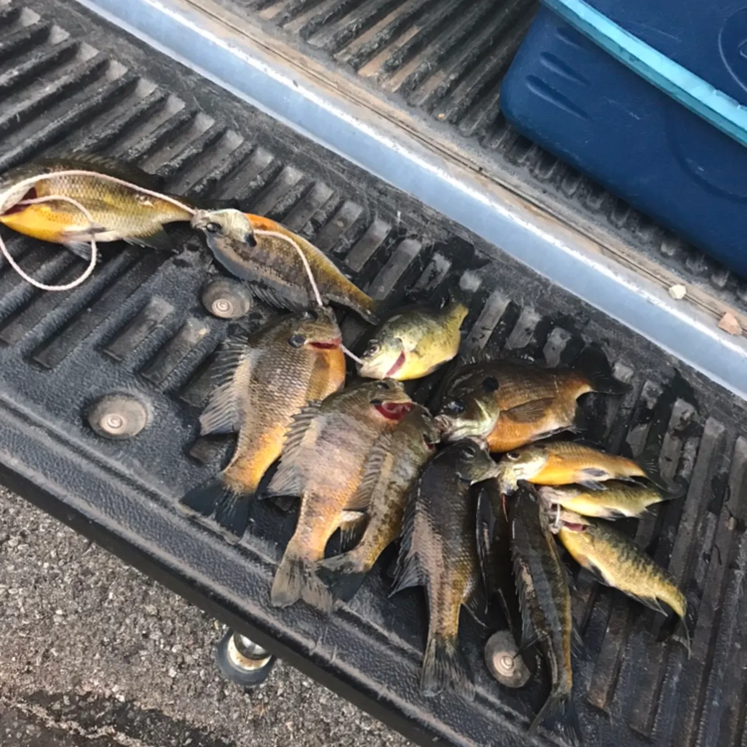 recently logged catches
