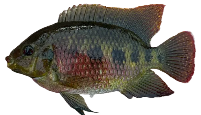 Spotted tilapia